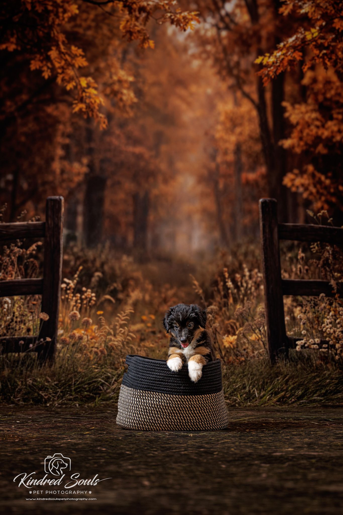 Tiny puppy sitting in a woven basket on an autumn forest path flanked by wooden fences.