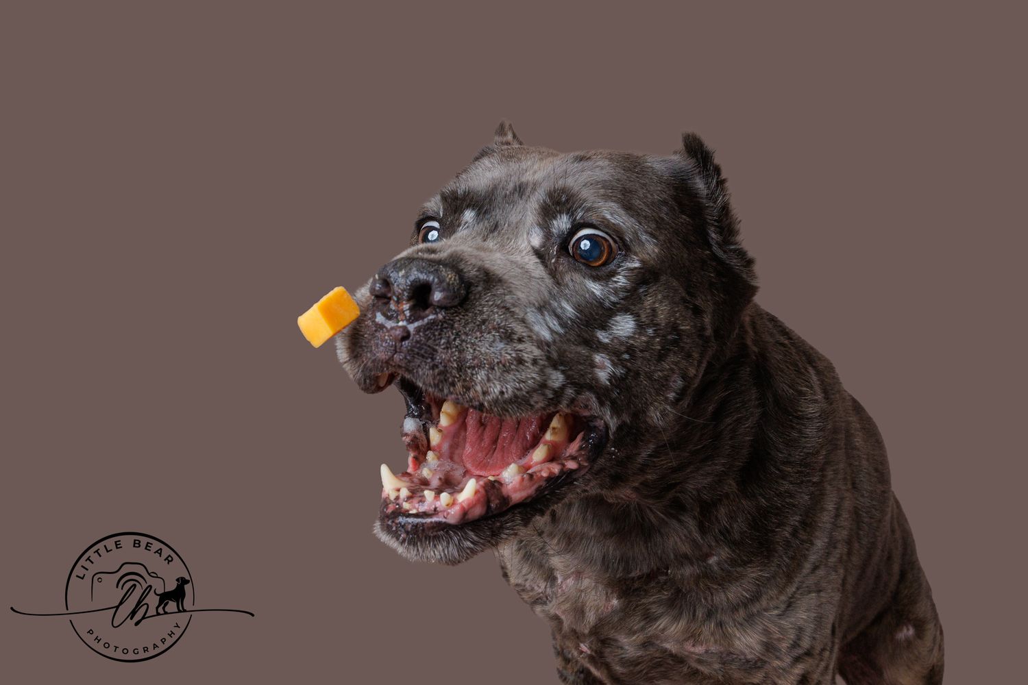 A brindle dog catches an orange treat on its nose with mouth open wide against a brown studio background.