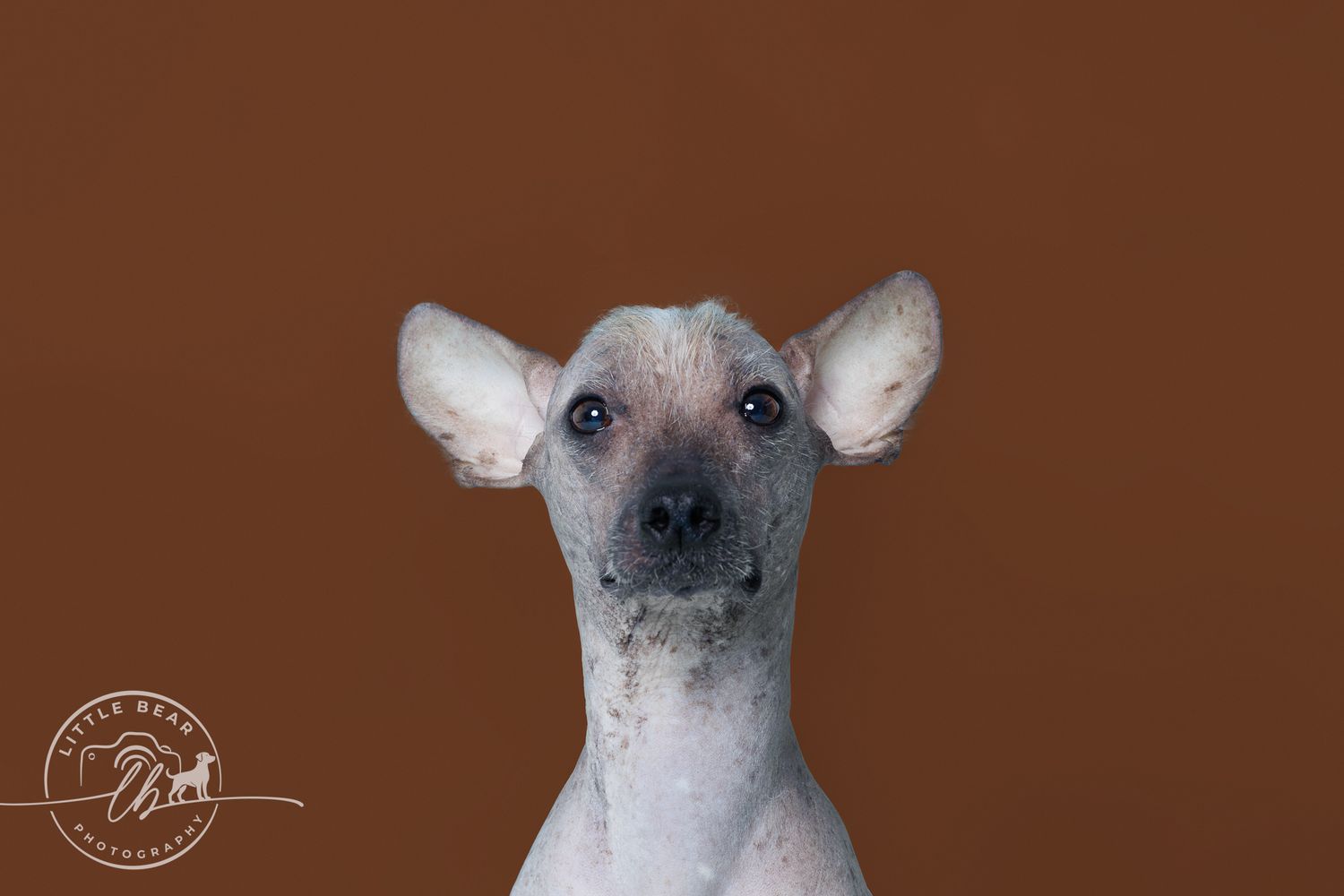 Hairless dog with large ears poses against warm brown background in close-up studio portrait.
