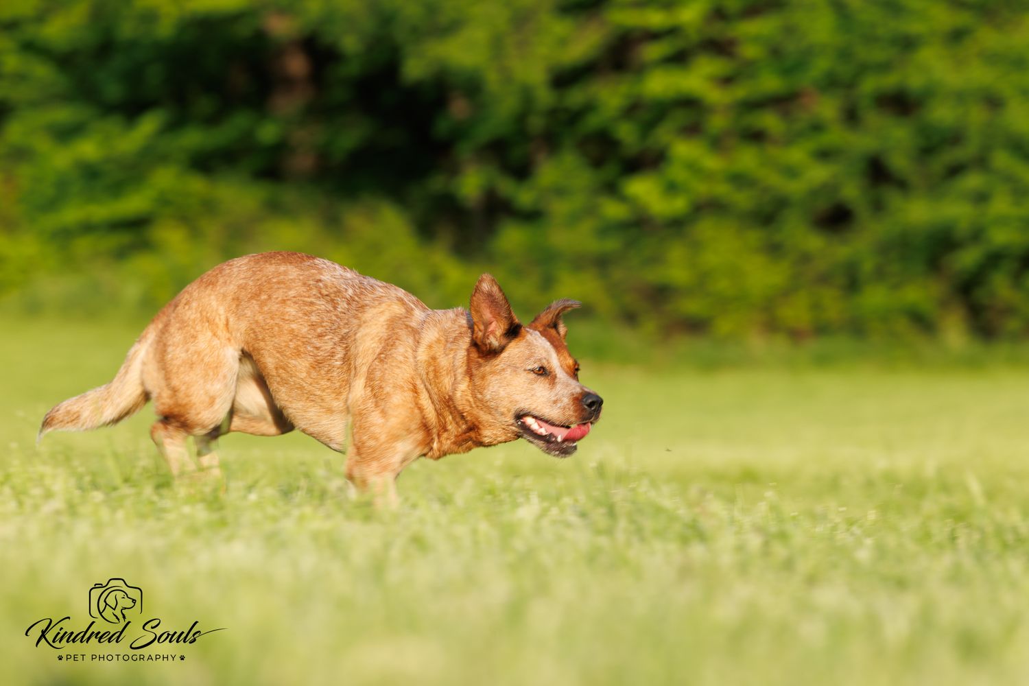 A red Australian Cattle Dog running energetically across a lush green field.