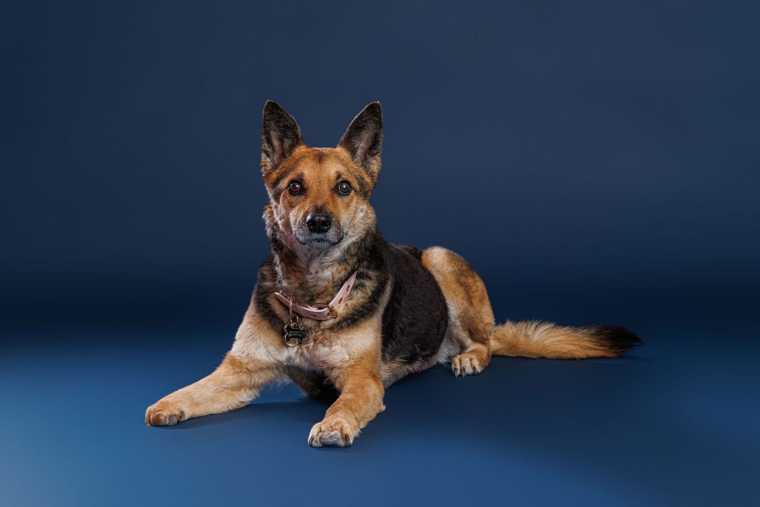 A German Shepherd dog lying down on a blue background, looking alert with ears up and a calm expression.