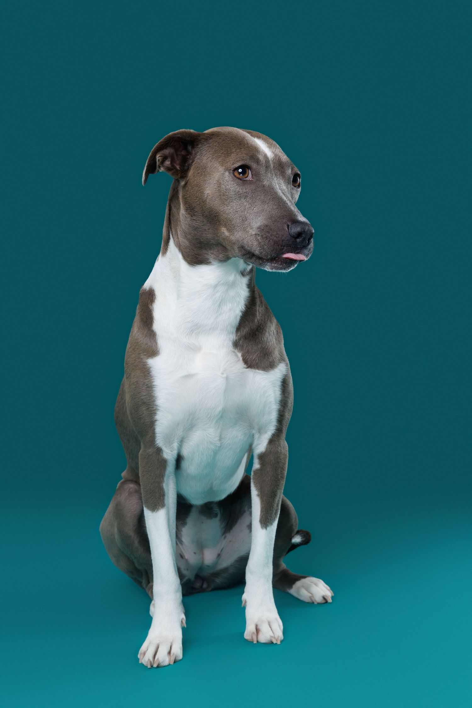 Gray and white pit bull mix dog sitting upright against a teal background in a studio portrait.