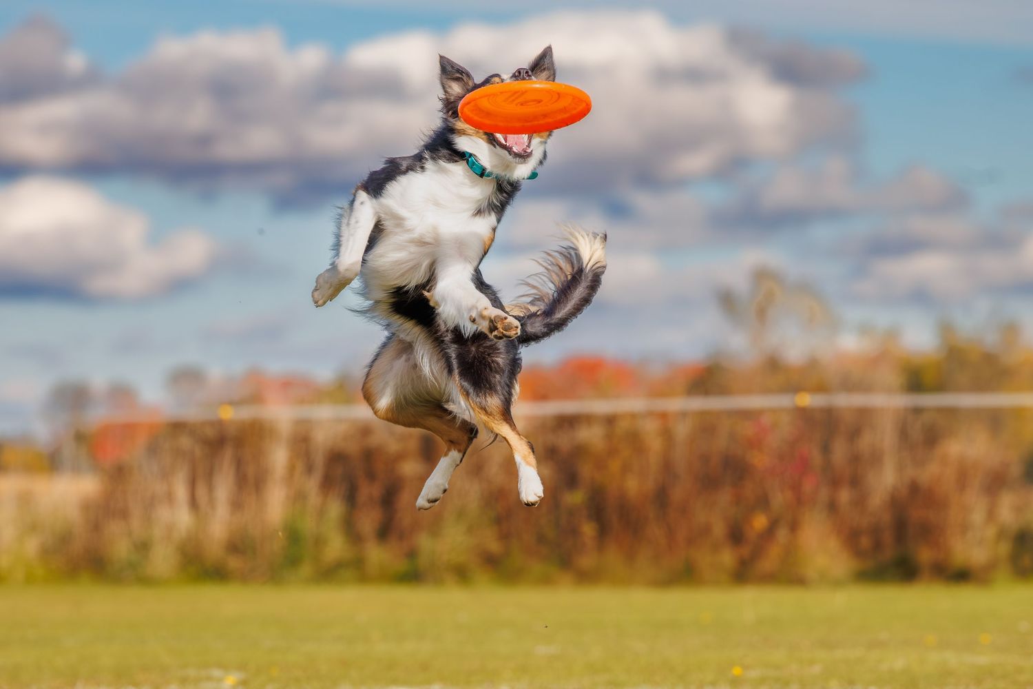 A Border Collie leaps high into the air to catch an orange frisbee on a sunny green field.