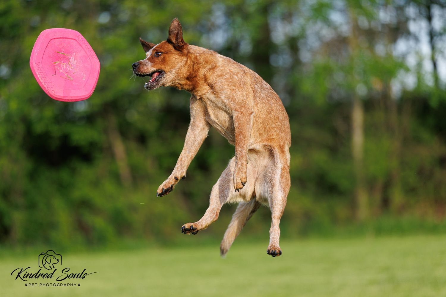 A brown dog leaps high into the air to catch a pink frisbee outdoors on a green grassy field.