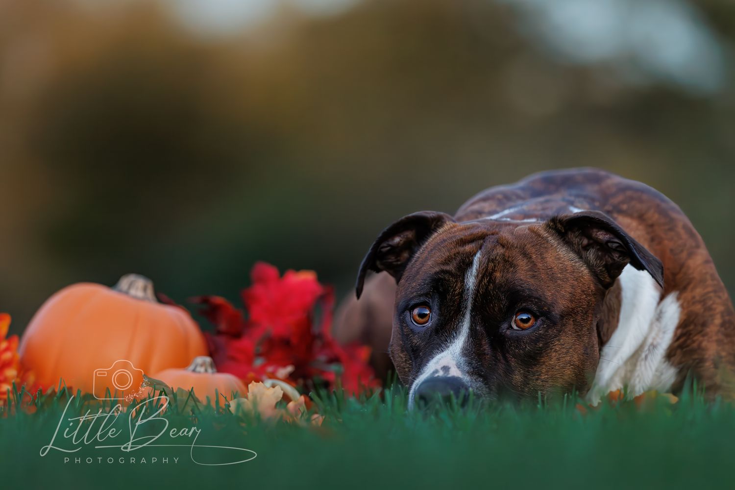 Brindle boxer dog resting in green grass beside a pumpkin and autumn leaves in fall setting.
