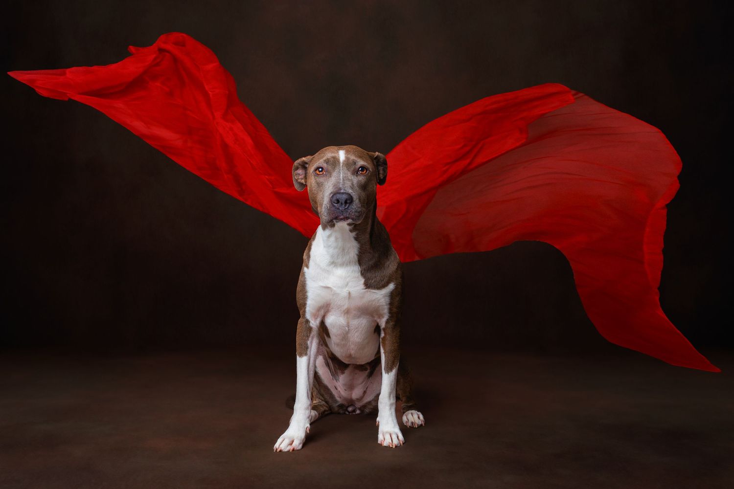 A brown and white dog wearing glasses poses with a vibrant red cape flying behind it.