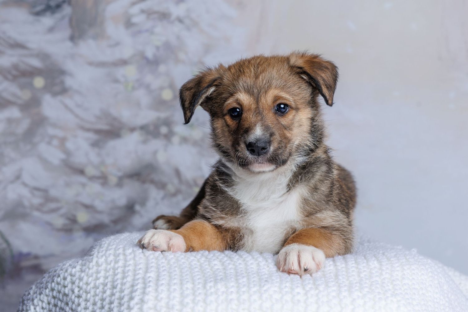 Adorable brown and white puppy resting paws on white knit surface with festive white Christmas tree background.