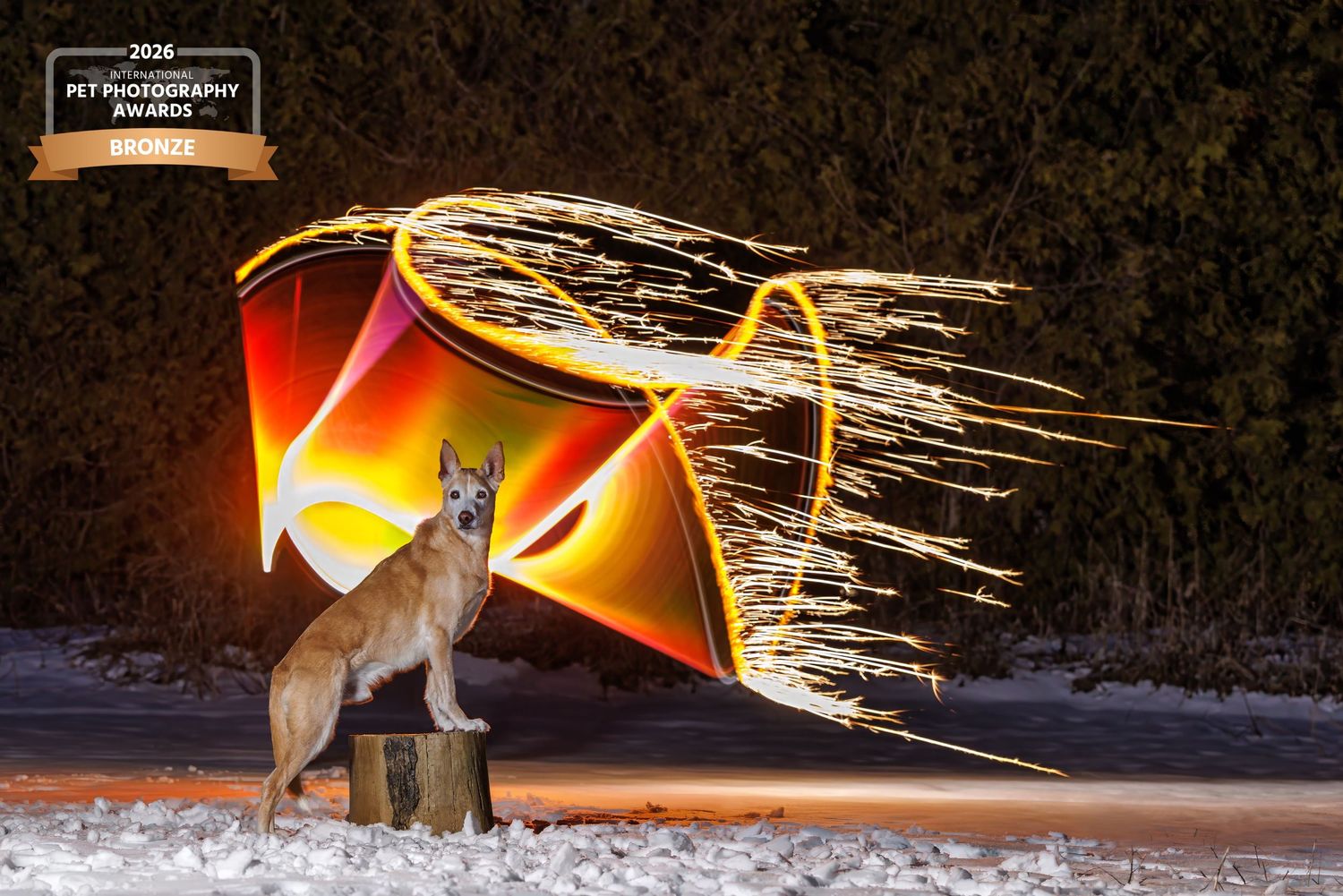Award-winning pet photo of a dog posing beside a colorful light painting with sparks at night in snow.