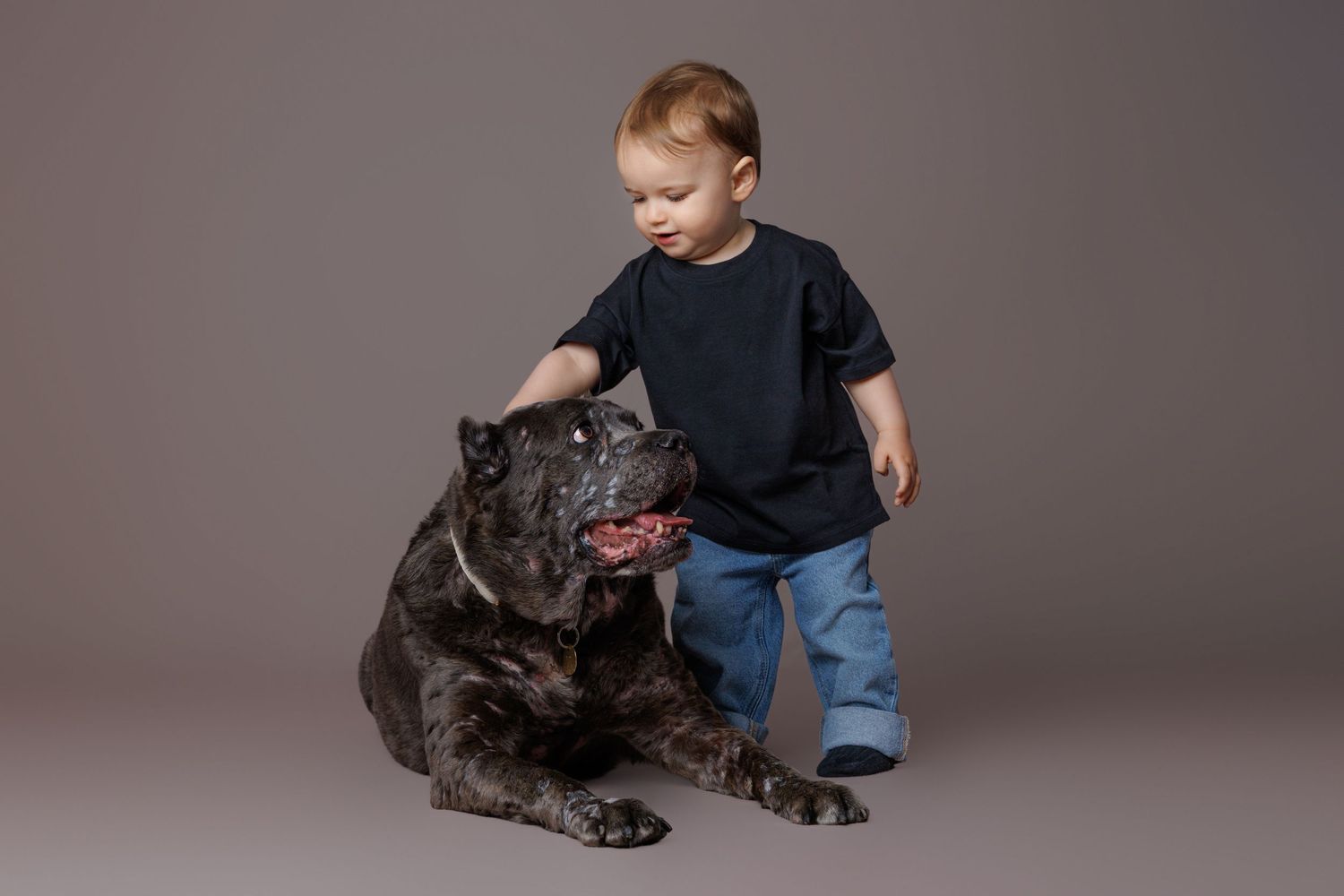 A toddler in a black shirt gently pets a large dark Cane Corso dog in a studio.