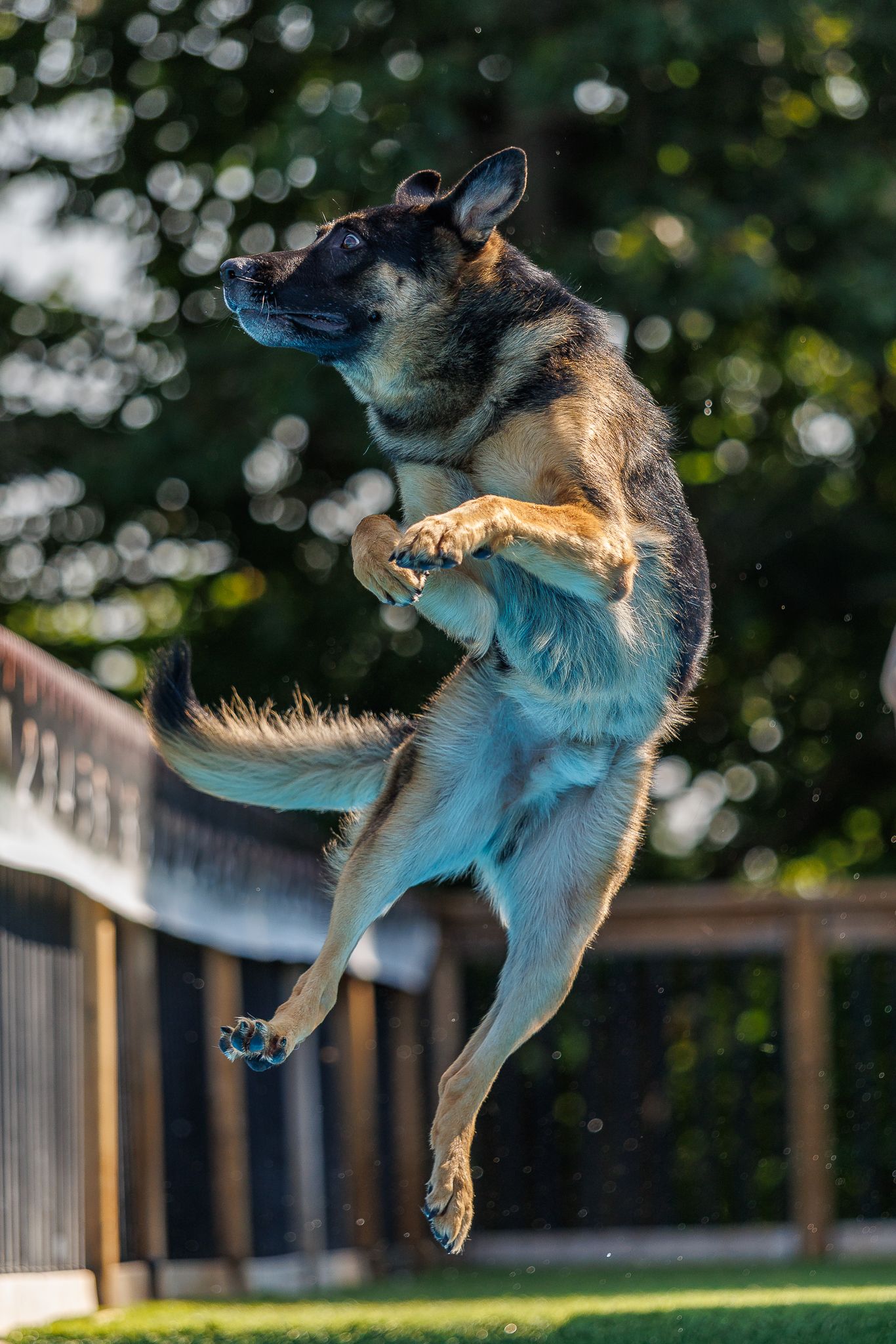 A German Shepherd dog leaping high in the air with paws raised in an outdoor backyard setting on a sunny day.