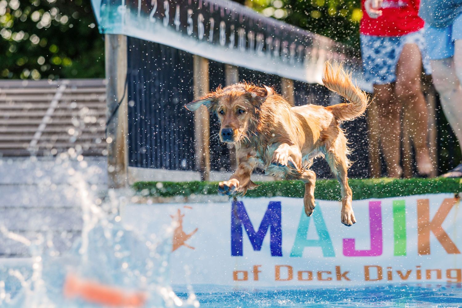 Golden retriever leaping into a pool at a MAJIK Dock Diving competition on a sunny day.