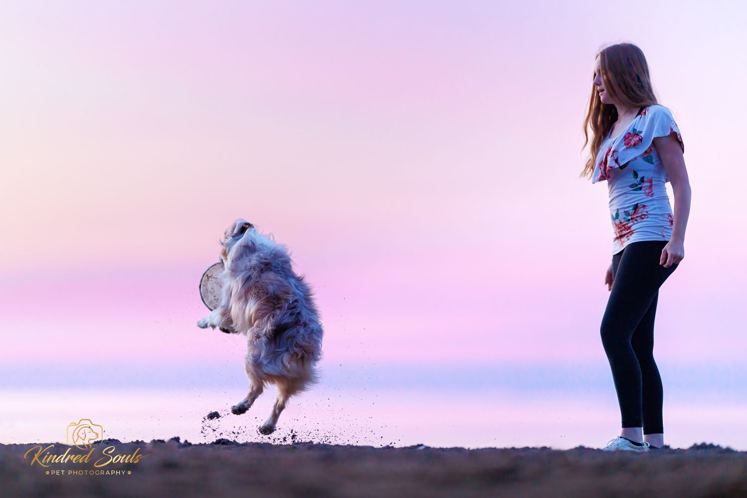 Girl playing with a fluffy dog jumping in the air at sunset on a beach with pink and purple sky.