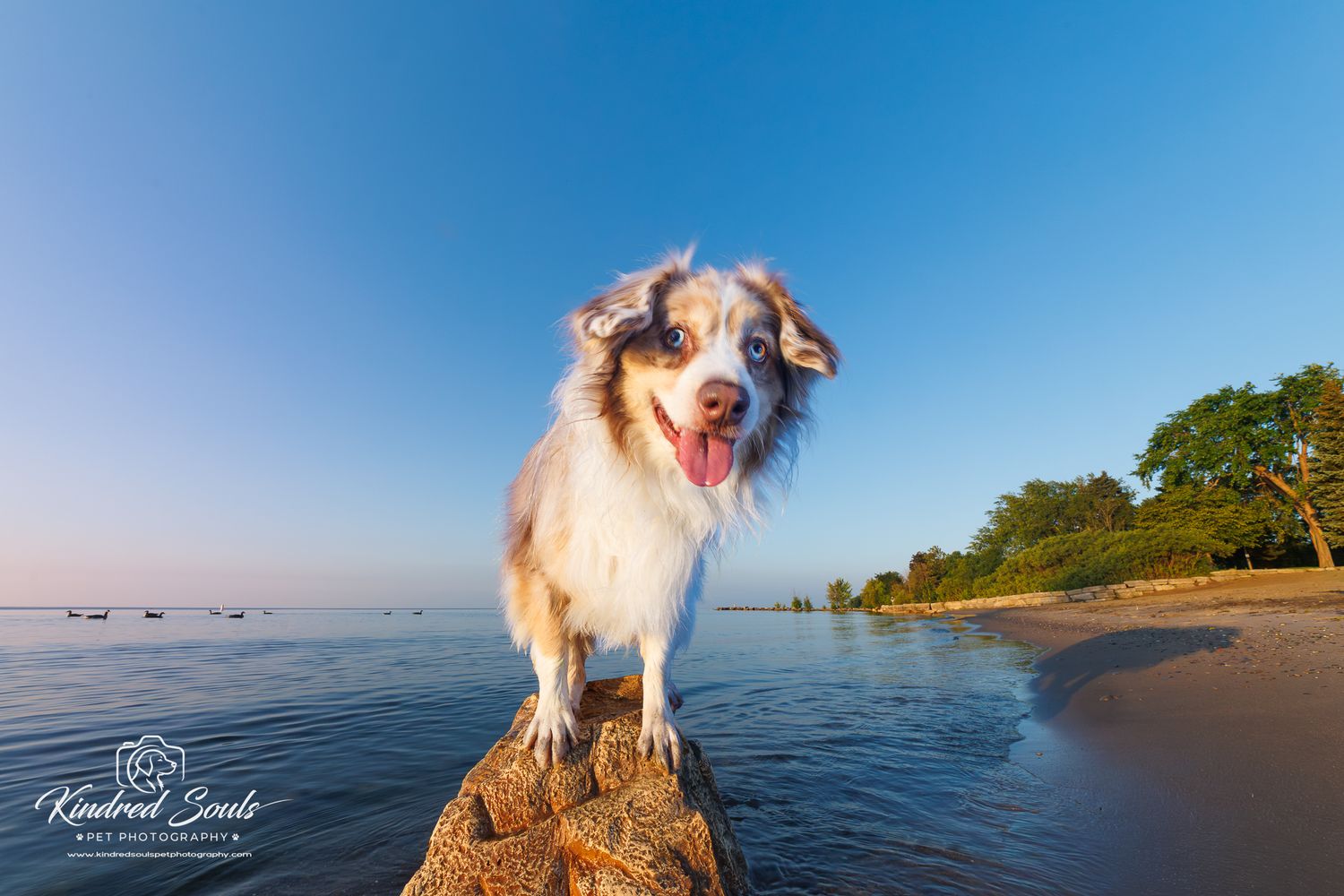 Happy Australian Shepherd dog standing on a rock at the beach with blue sky and calm water in the background.