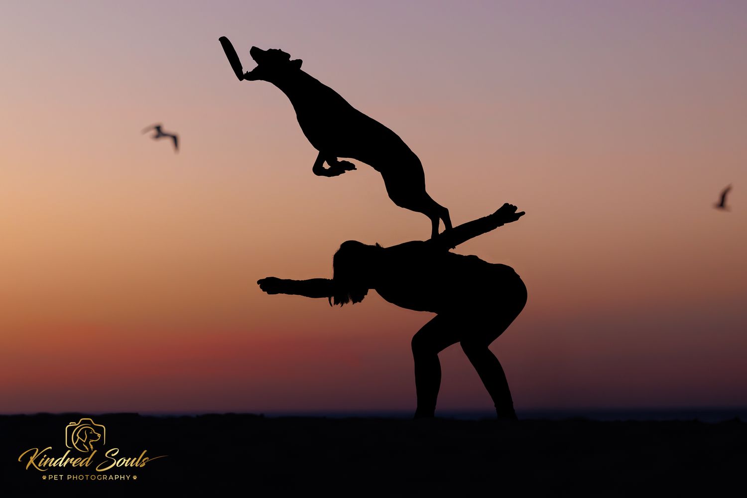 Silhouette of a dog leaping over a woman doing a backbend pose at sunset on a beach.