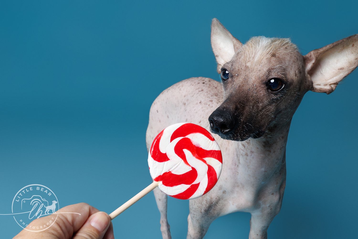 A hairless Chihuahua sniffs a red and white swirl lollipop held by a hand against a blue background.
