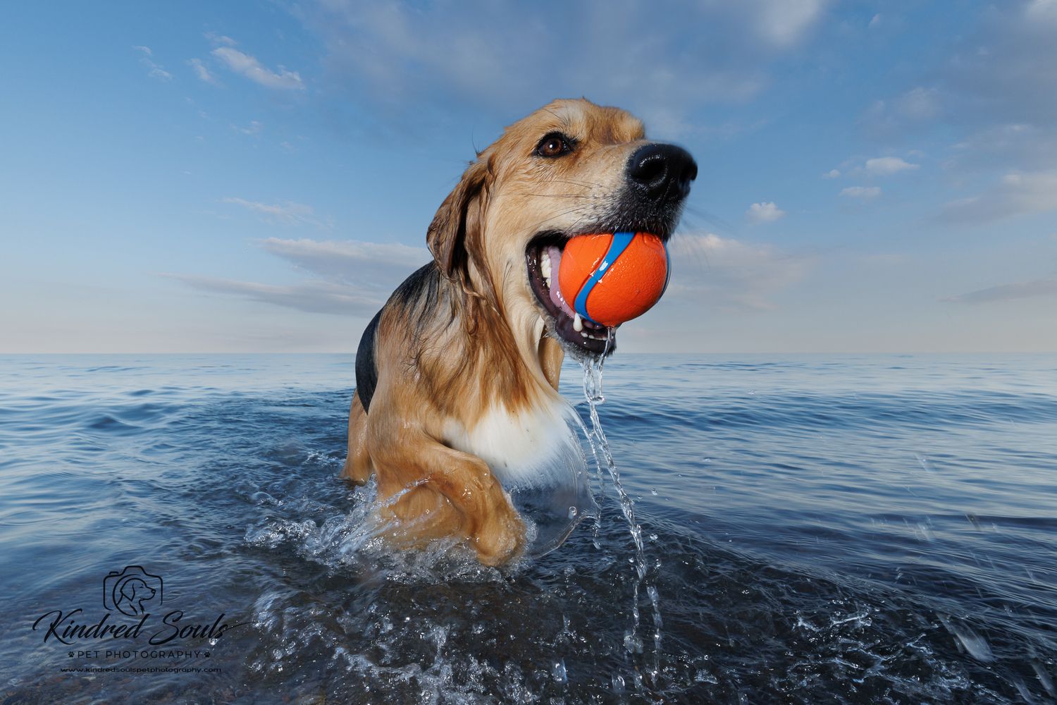 Happy golden dog fetching an orange ball in the ocean, water dripping from its fur.