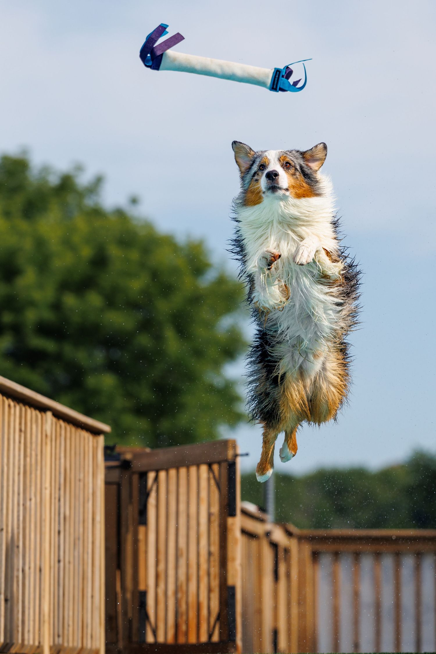 Wet Australian Shepherd dog leaping high in the air to catch a toy during a dock diving competition outdoors.