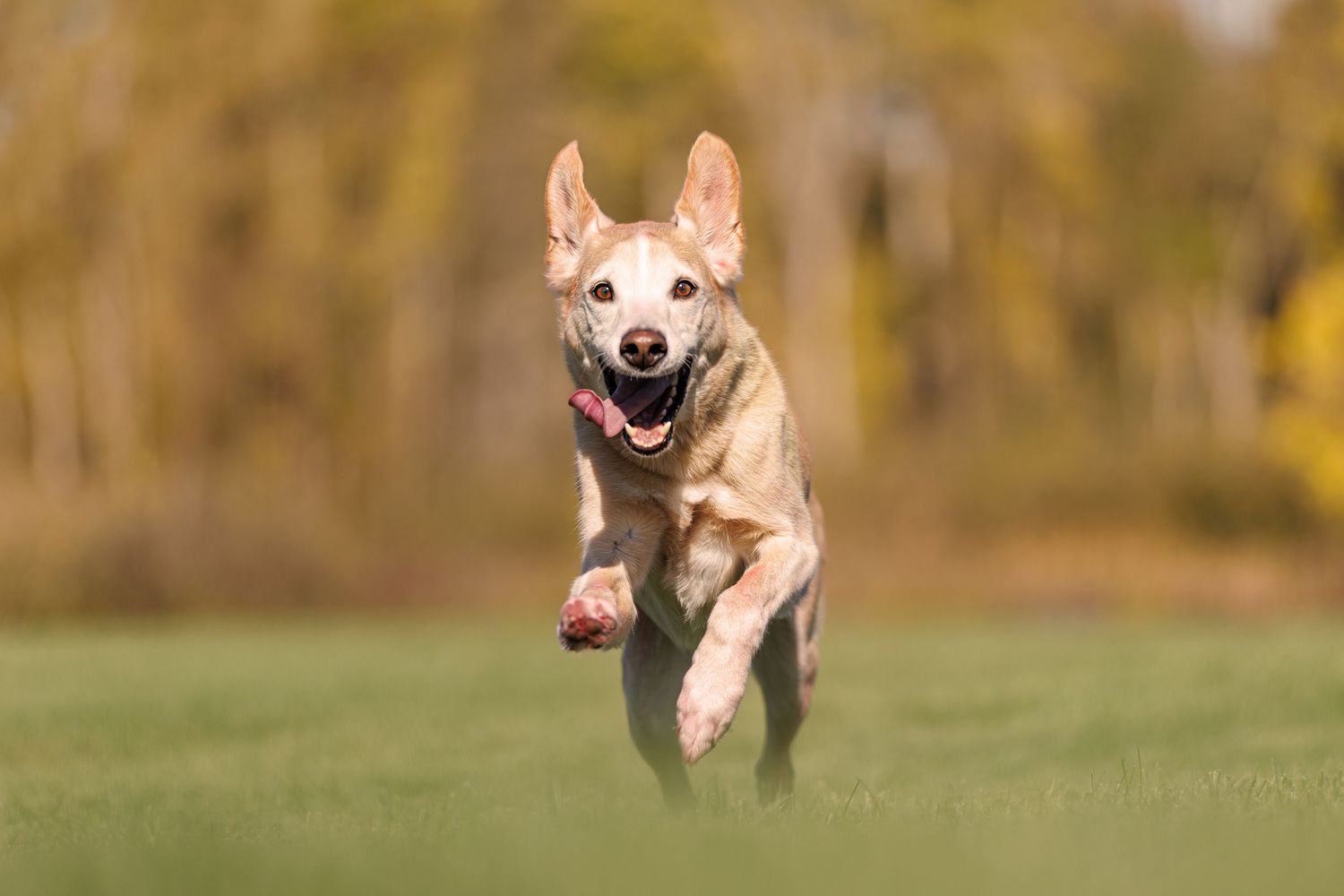 A joyful yellow Labrador runs energetically across a green field with autumn trees in the background.