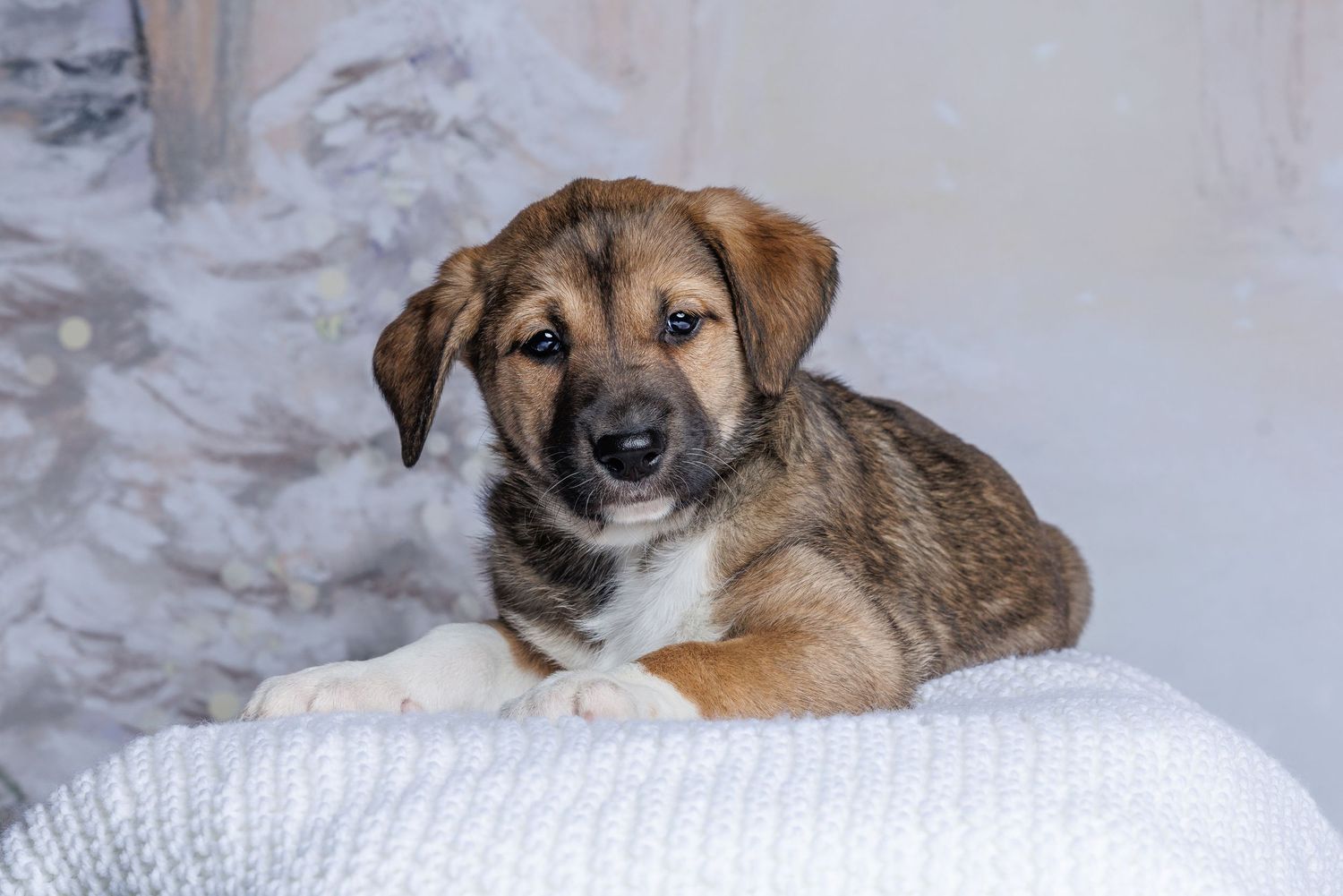 Adorable brown and tan puppy lying on a white knit blanket with snowy Christmas tree decor in background.