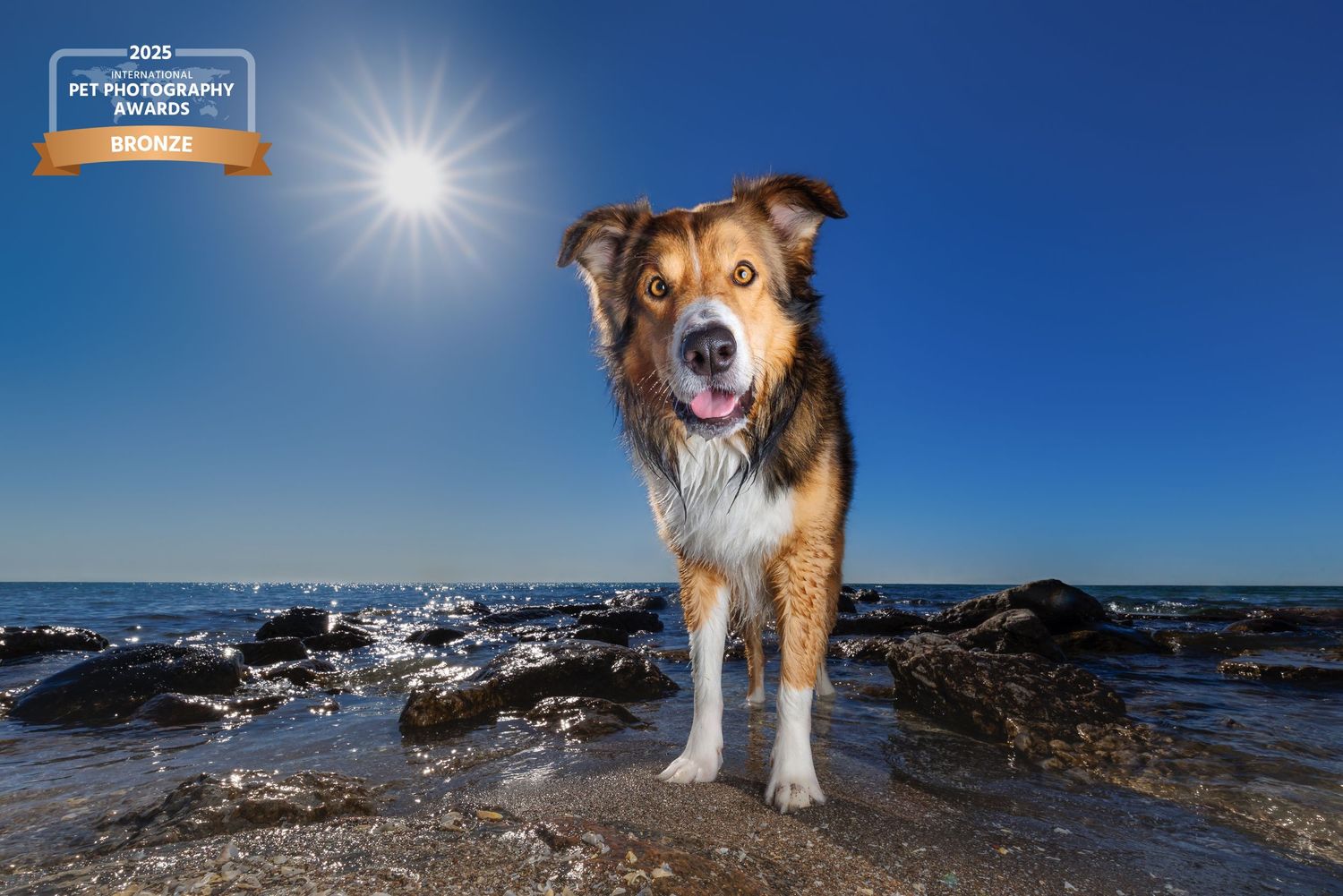 Award-winning photo of a happy tri-color dog standing on rocky shoreline with ocean waves and bright sunny blue sky.