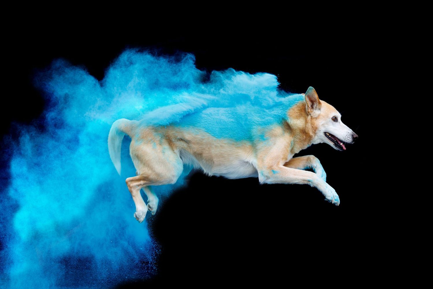 White Husky dog jumping through a dramatic blue powder cloud explosion on a black background.