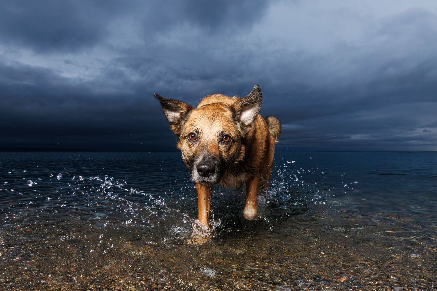 Energetic brown dog splashing through ocean water under dramatic stormy dark blue sky.