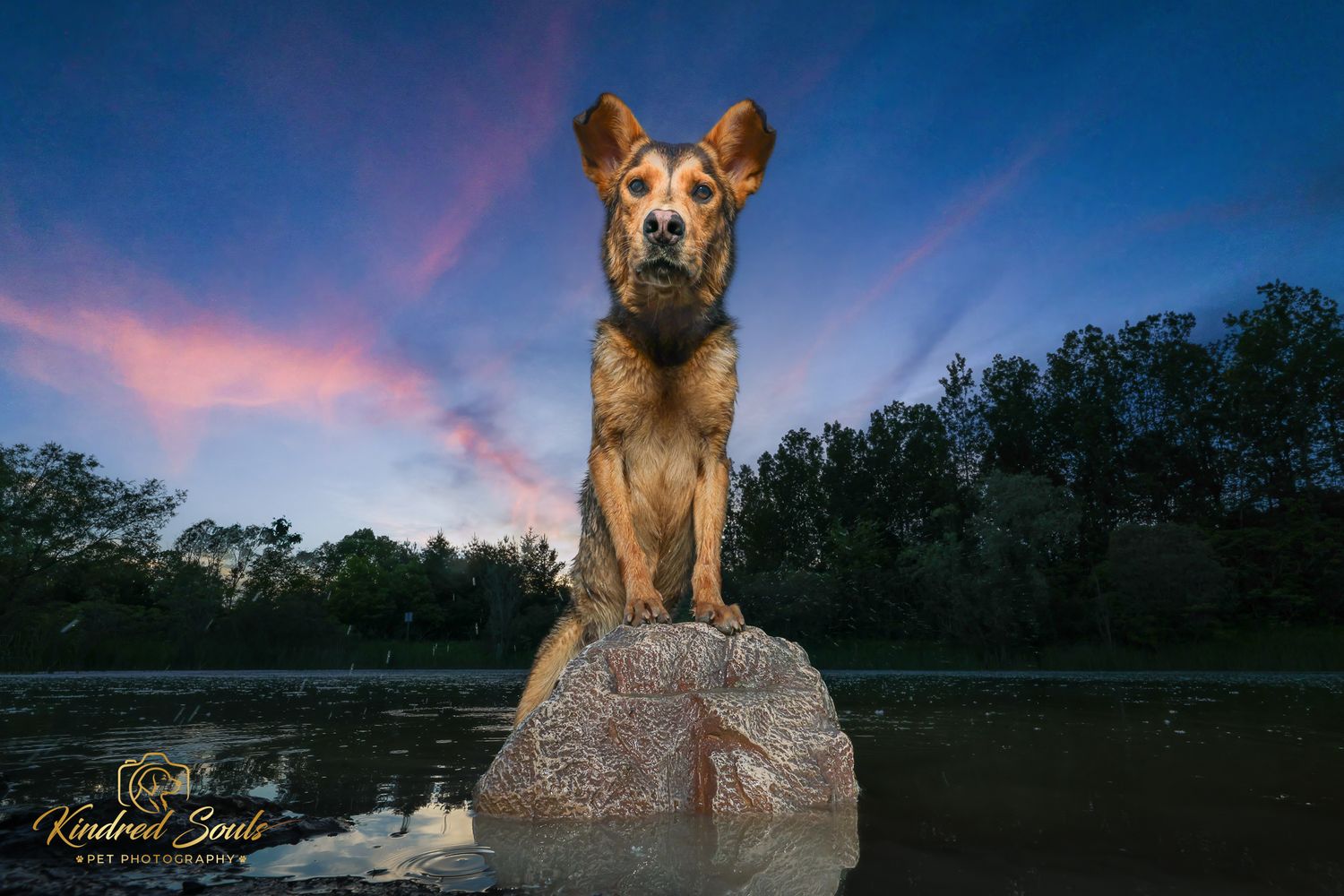 A majestic dog sits atop a rock in water at sunset, with a colorful sky and trees in the background.