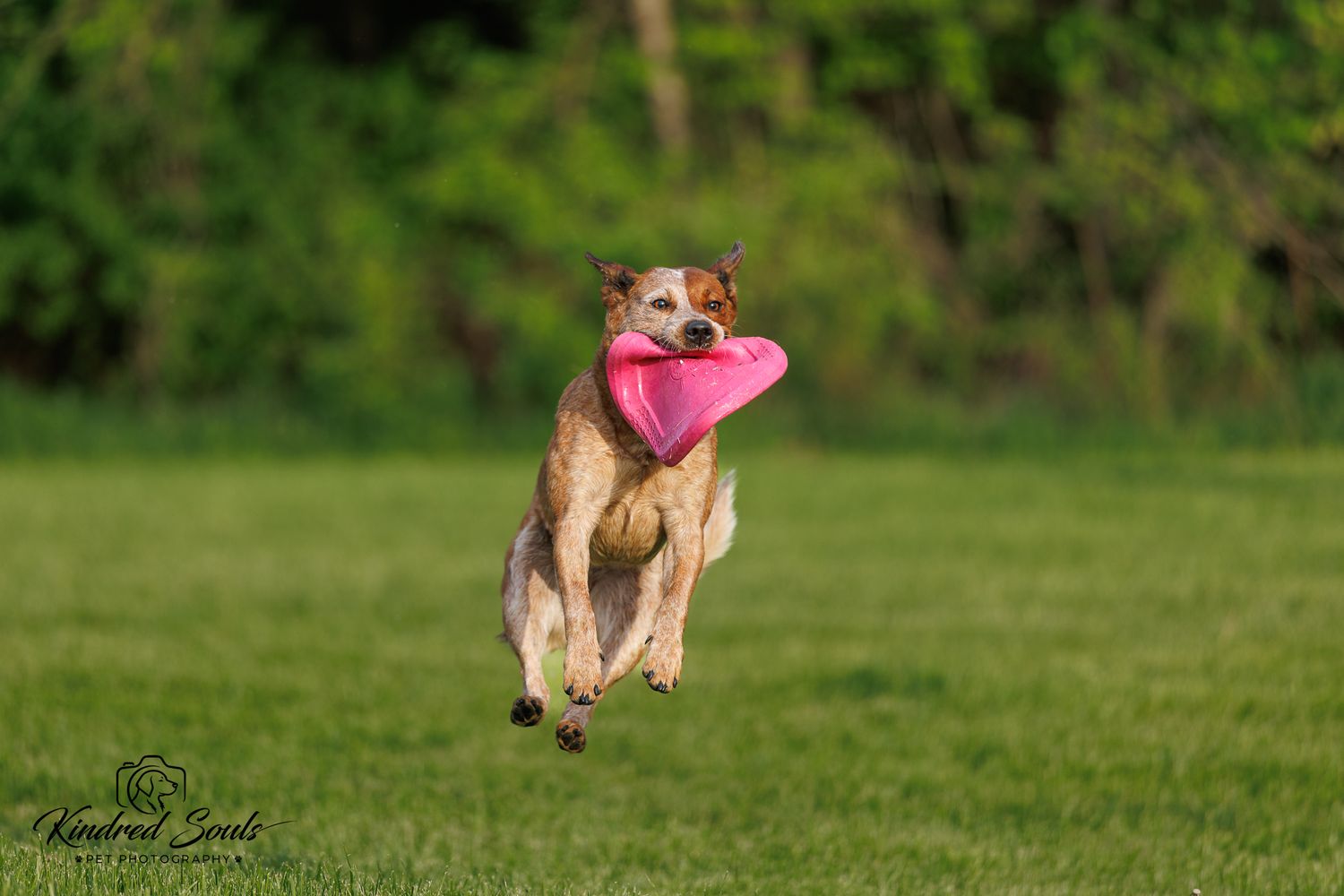 A dog leaping through a green field carrying a pink heart-shaped toy in its mouth on a sunny day.