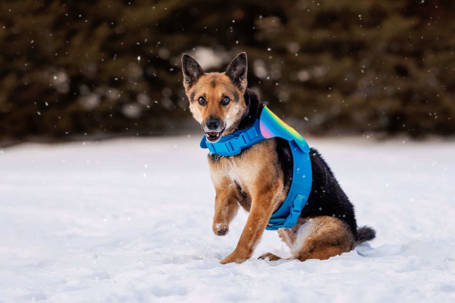 A playful dog wearing a colorful blue harness runs through fresh snow during a light snowfall.