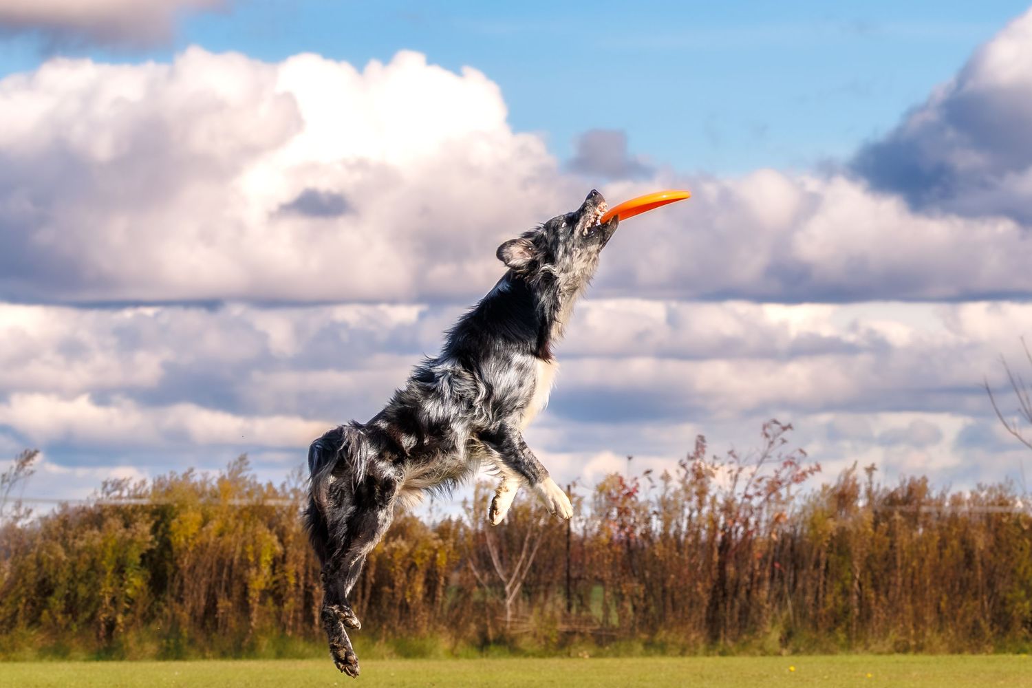 A black and white spotted dog leaps into the air to catch an orange frisbee against a cloudy blue sky.