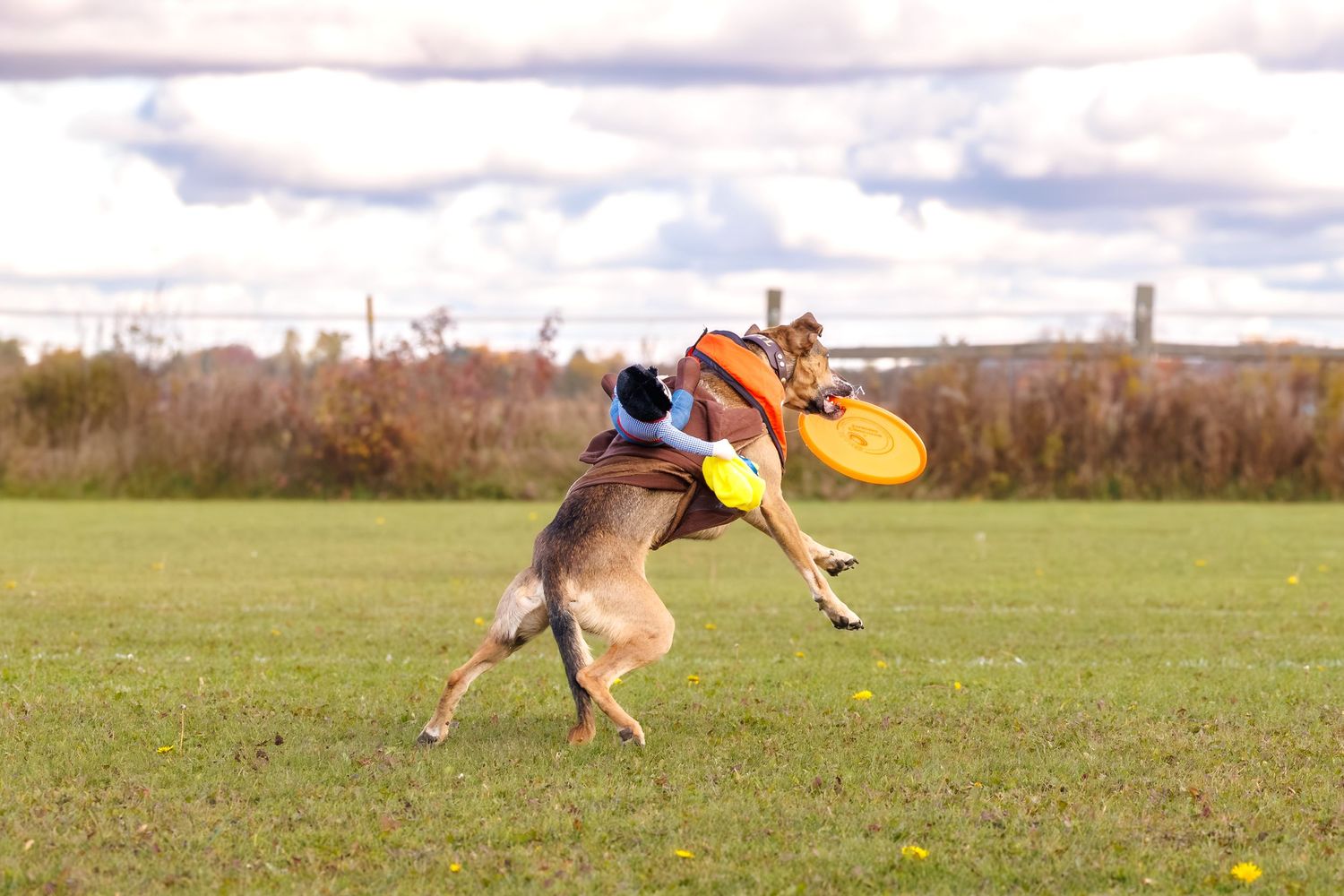A German Shepherd dog leaps into the air to catch a yellow frisbee in an open green field.