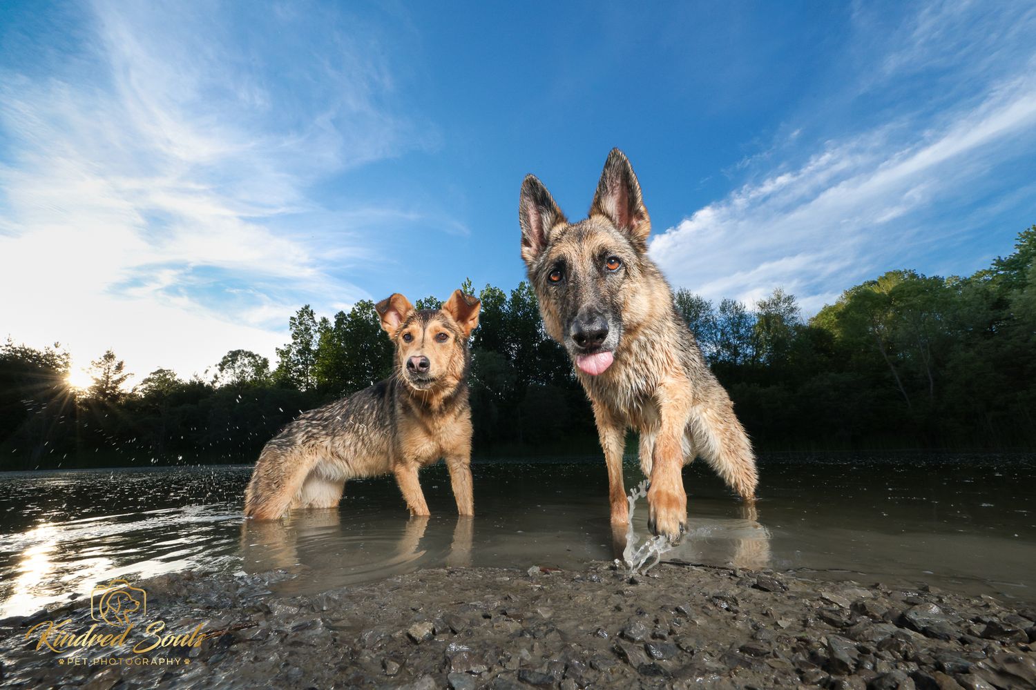 Two wet German Shepherds standing in a shallow river with blue skies and green trees in the background.