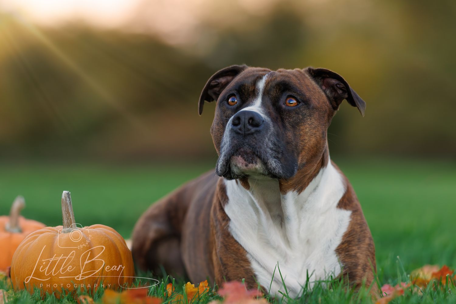 A brindle Boxer dog reclines on autumn grass beside a carved pumpkin in warm golden sunset light.