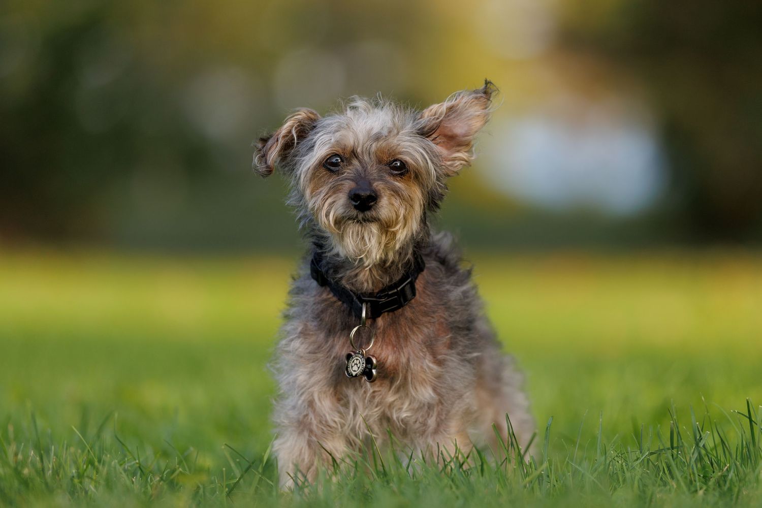 A small scruffy Yorkshire Terrier dog wearing a black collar sits on a green grass lawn.
