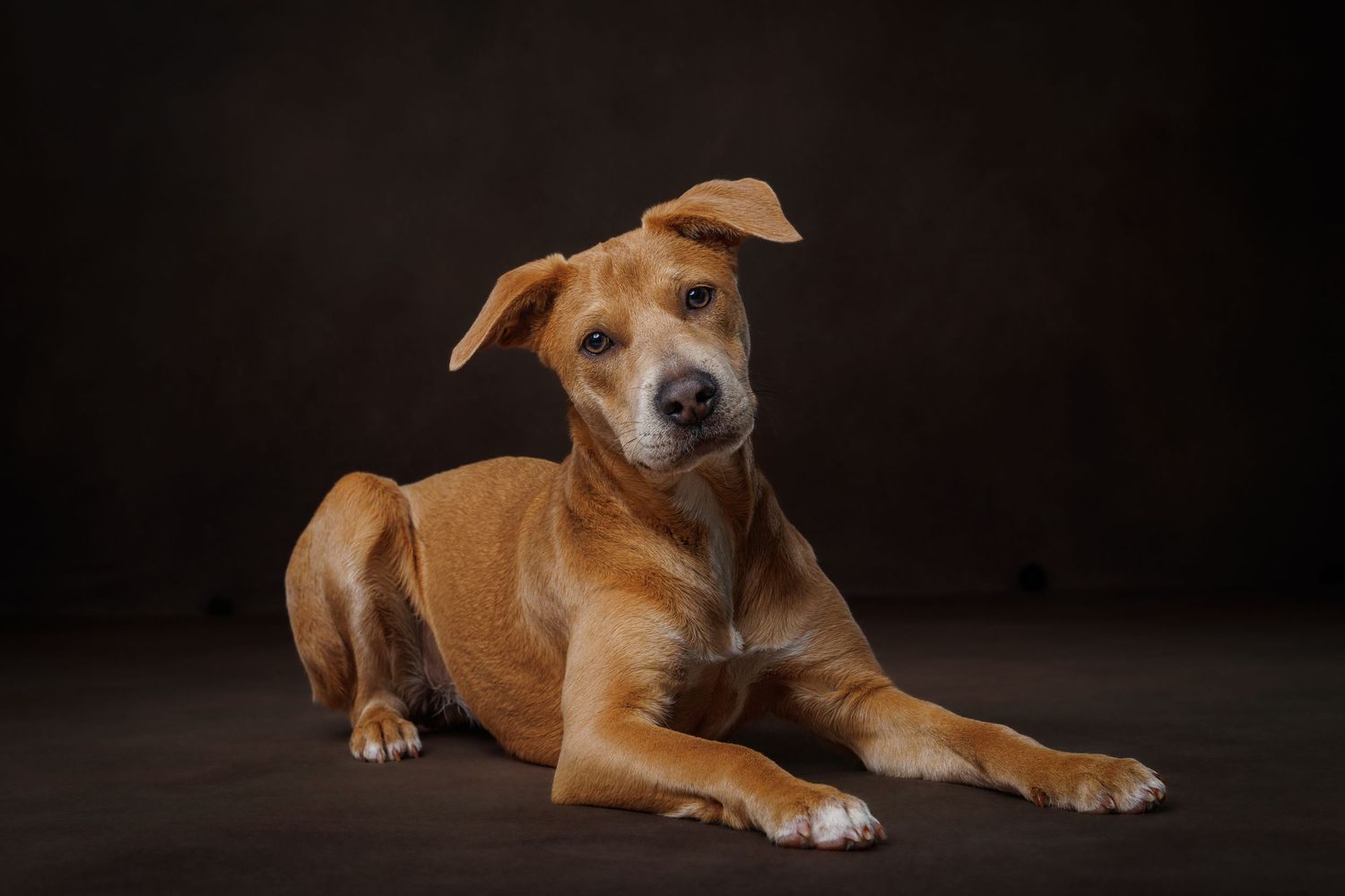 A brown dog with a tilted head lies on a dark studio floor looking at the camera.