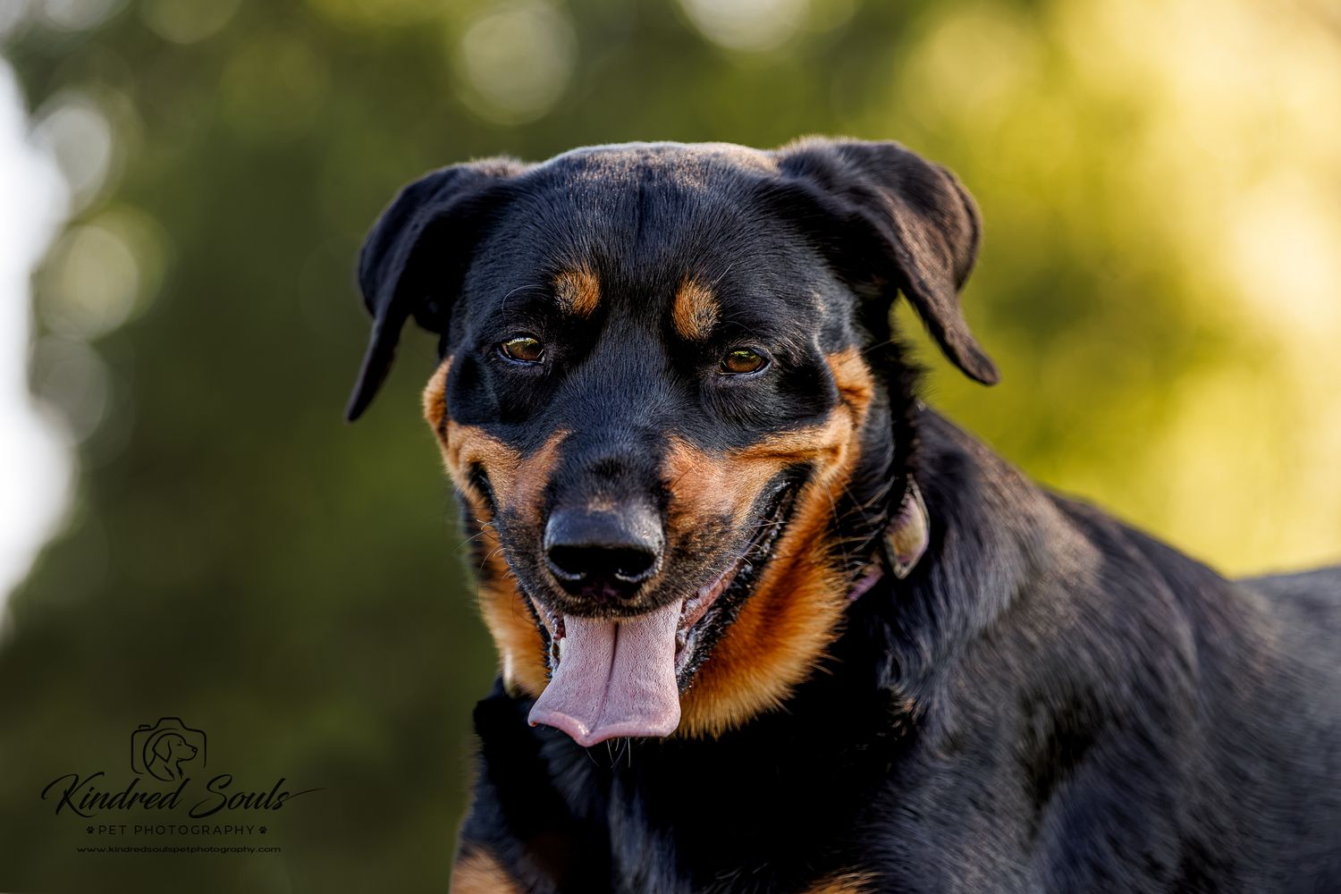 Close-up portrait of a black and tan Rottweiler dog with tongue out against a blurred green bokeh background.