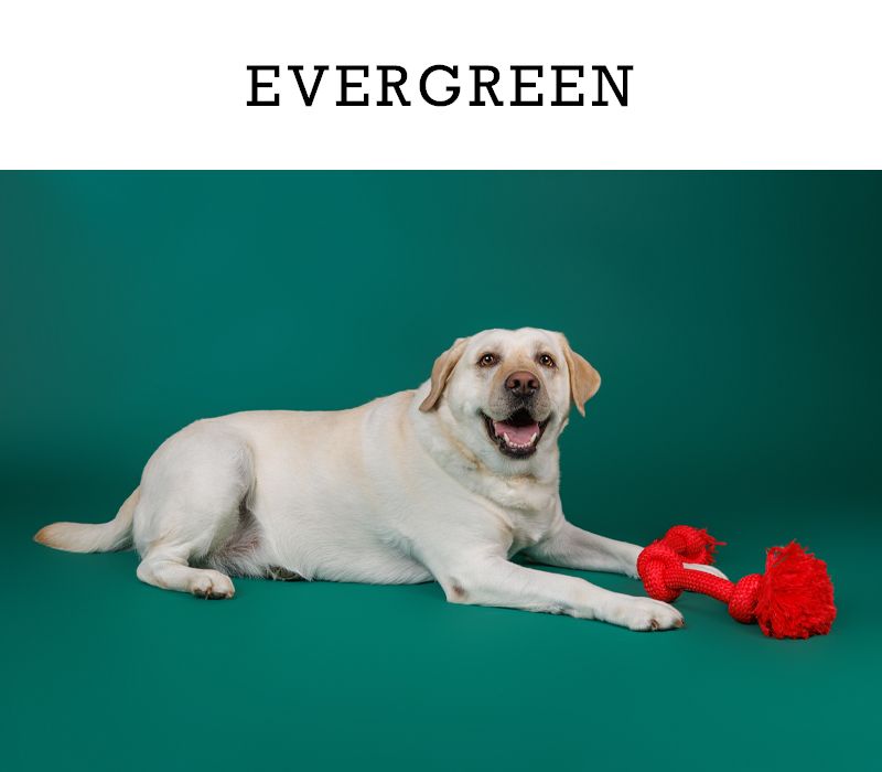 Yellow Labrador dog lying on evergreen background with red rope toy.