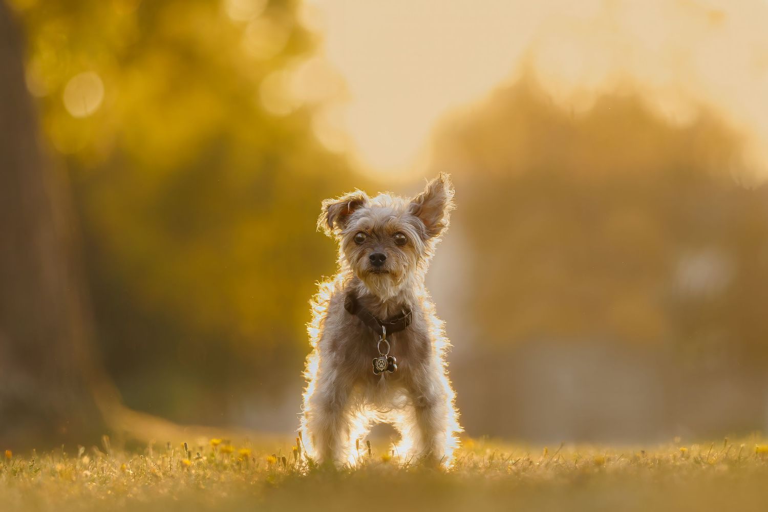 Small fluffy dog standing on green grass in golden sunlight with blurred trees in background.