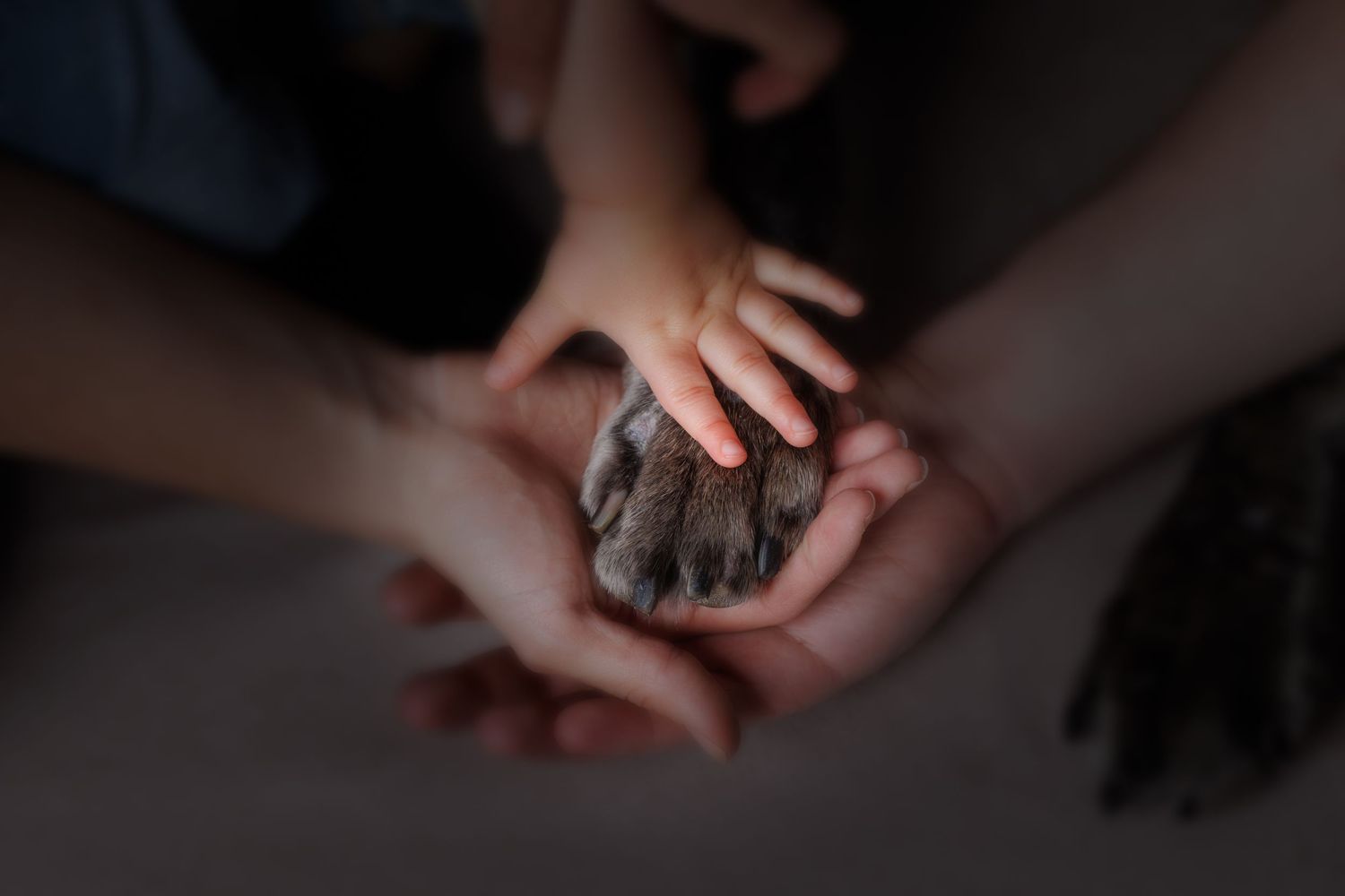 Multiple hands cradling a dog paw together, symbolizing family love and bond between humans and pets.