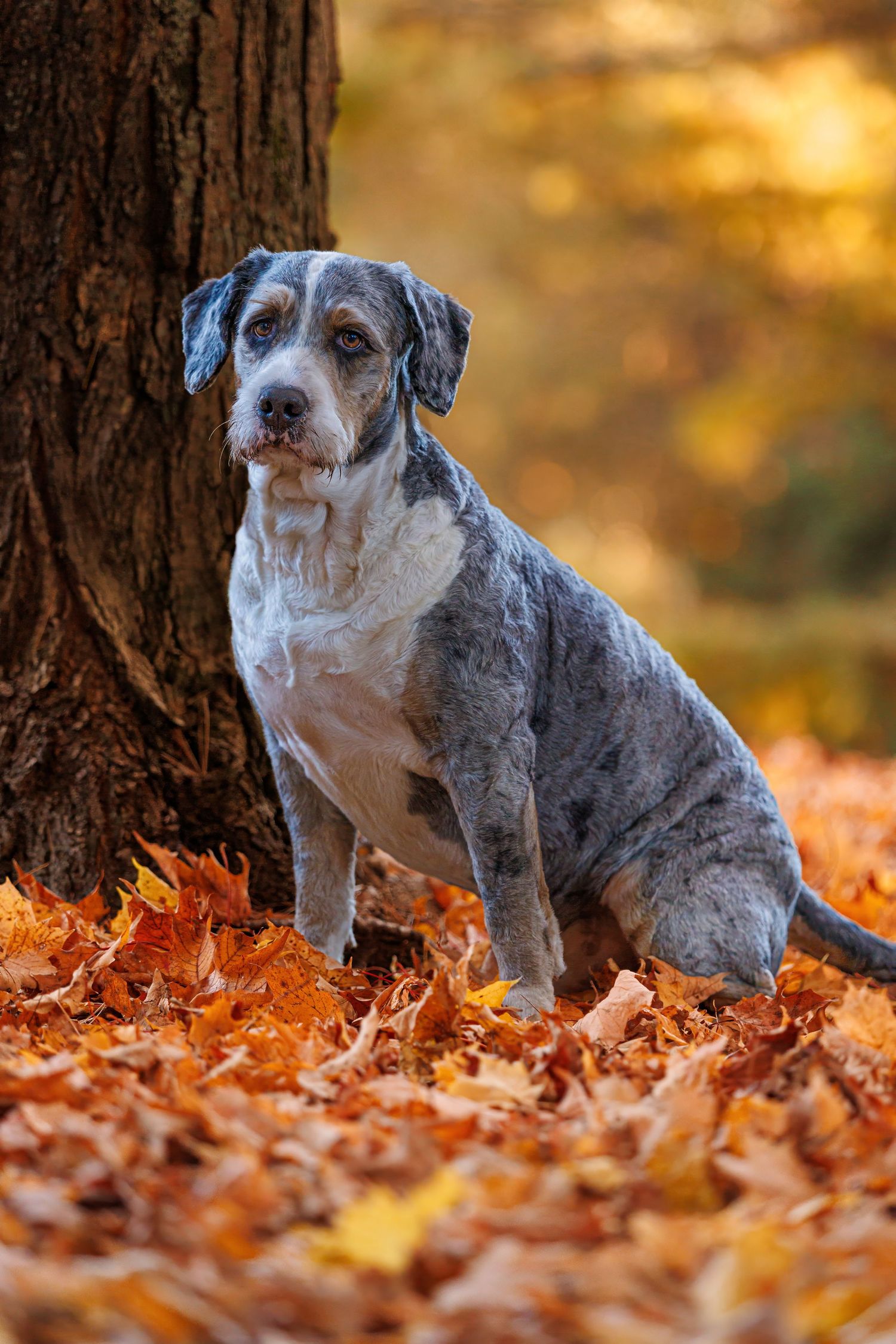 A merle Catahoula dog sits among vibrant orange autumn leaves beside a large tree trunk in a fall forest.
