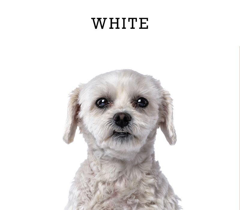 White backdrop showcasing an adorable white Maltese dog looking directly at the camera.