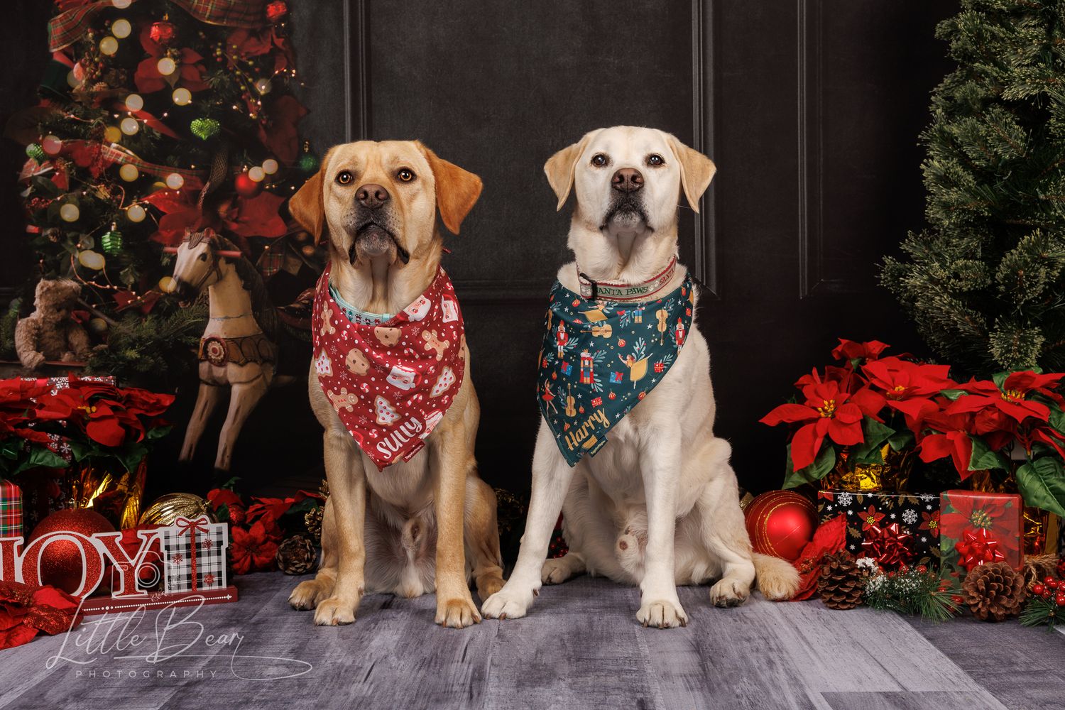 Two Labrador dogs wearing festive Christmas bandanas sit together surrounded by holiday decorations and gifts.
