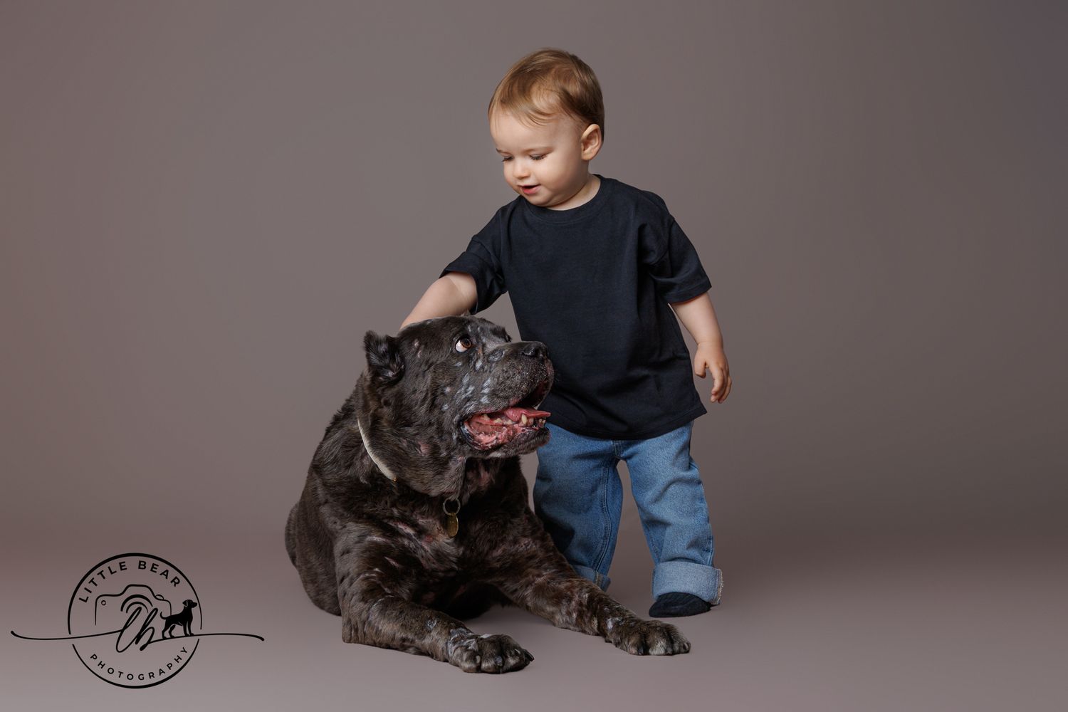 Toddler in navy shirt and jeans gently pets a large dark Cane Corso dog during a professional studio photo session.
