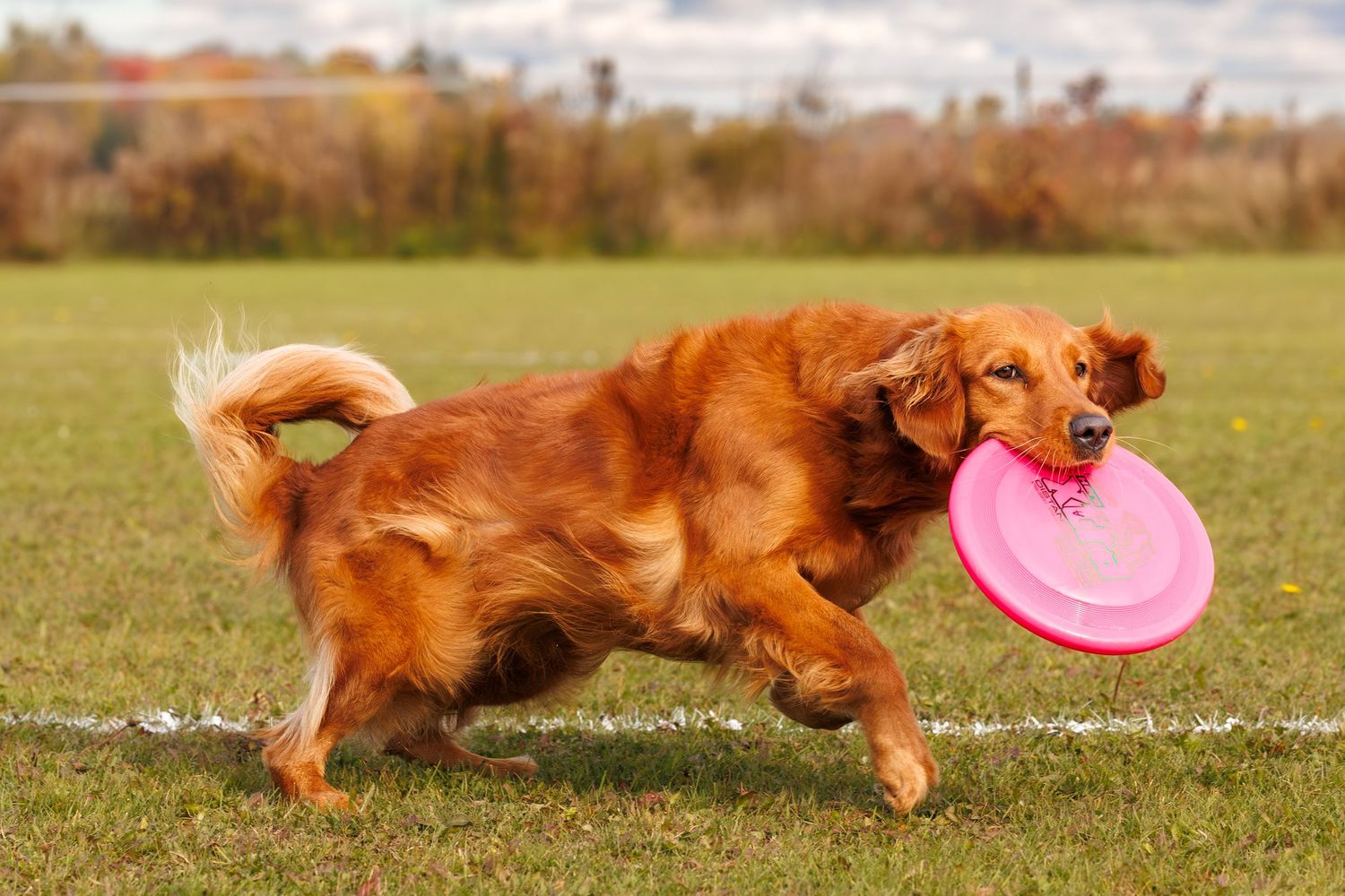Golden retriever dog running on grass field carrying a pink frisbee in its mouth on a sunny day.