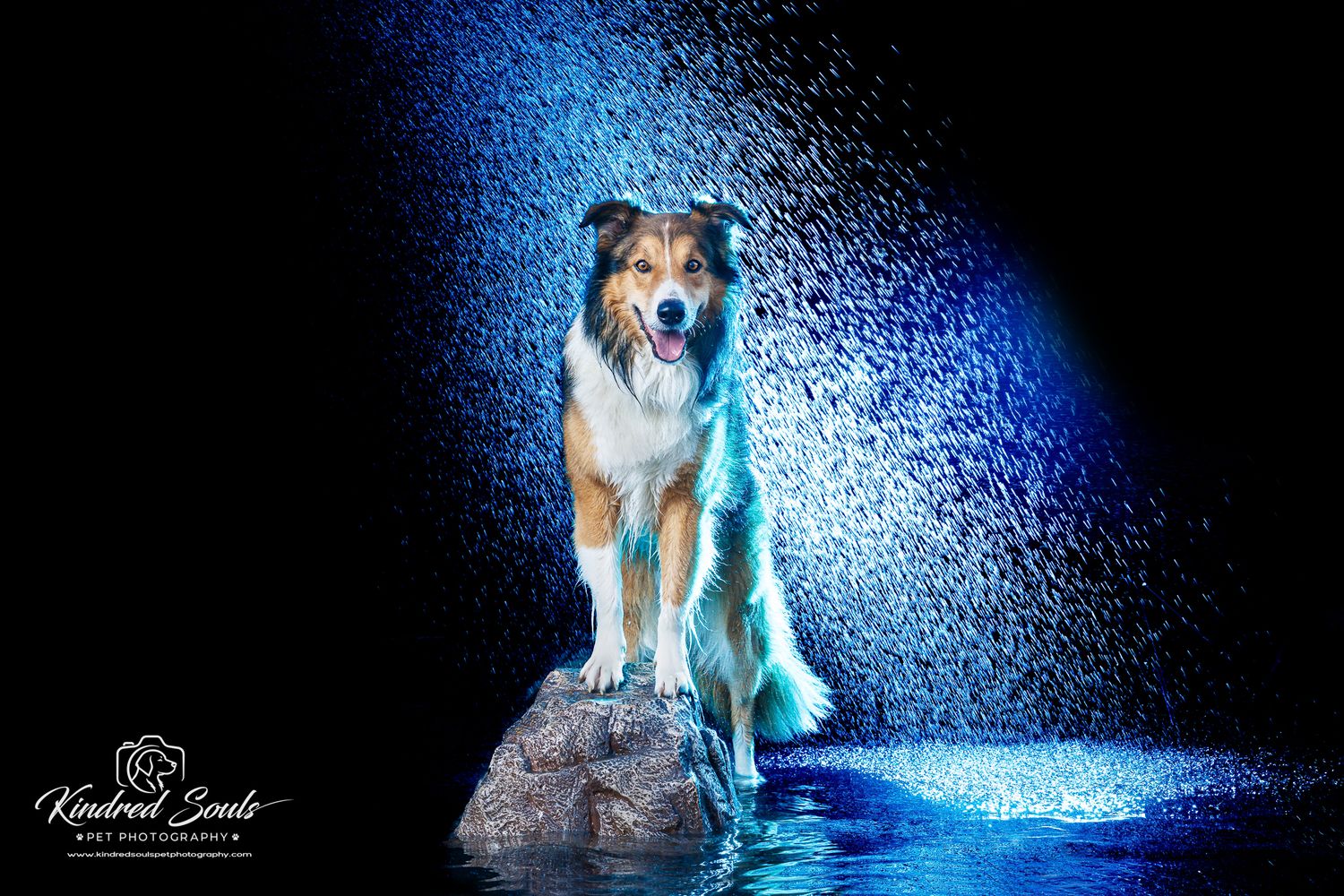 A majestic Collie dog sits on a rock surrounded by blue light and water droplets against a dark studio background.