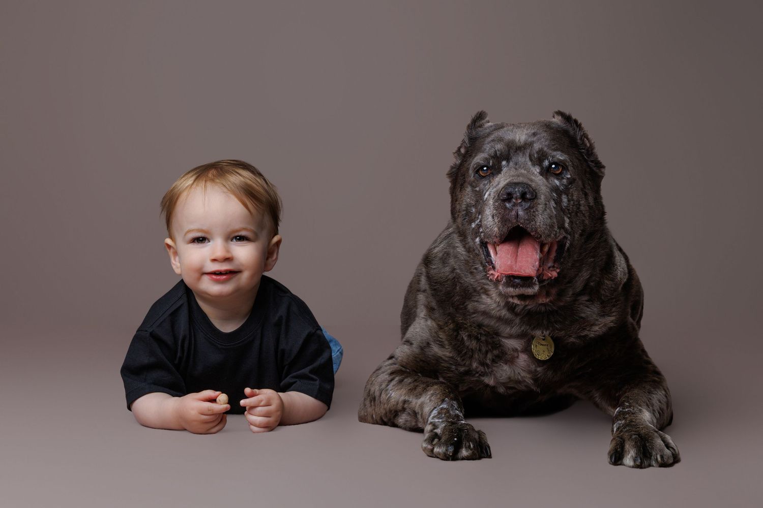 A smiling baby lies next to a large dark Cane Corso dog in a studio portrait.