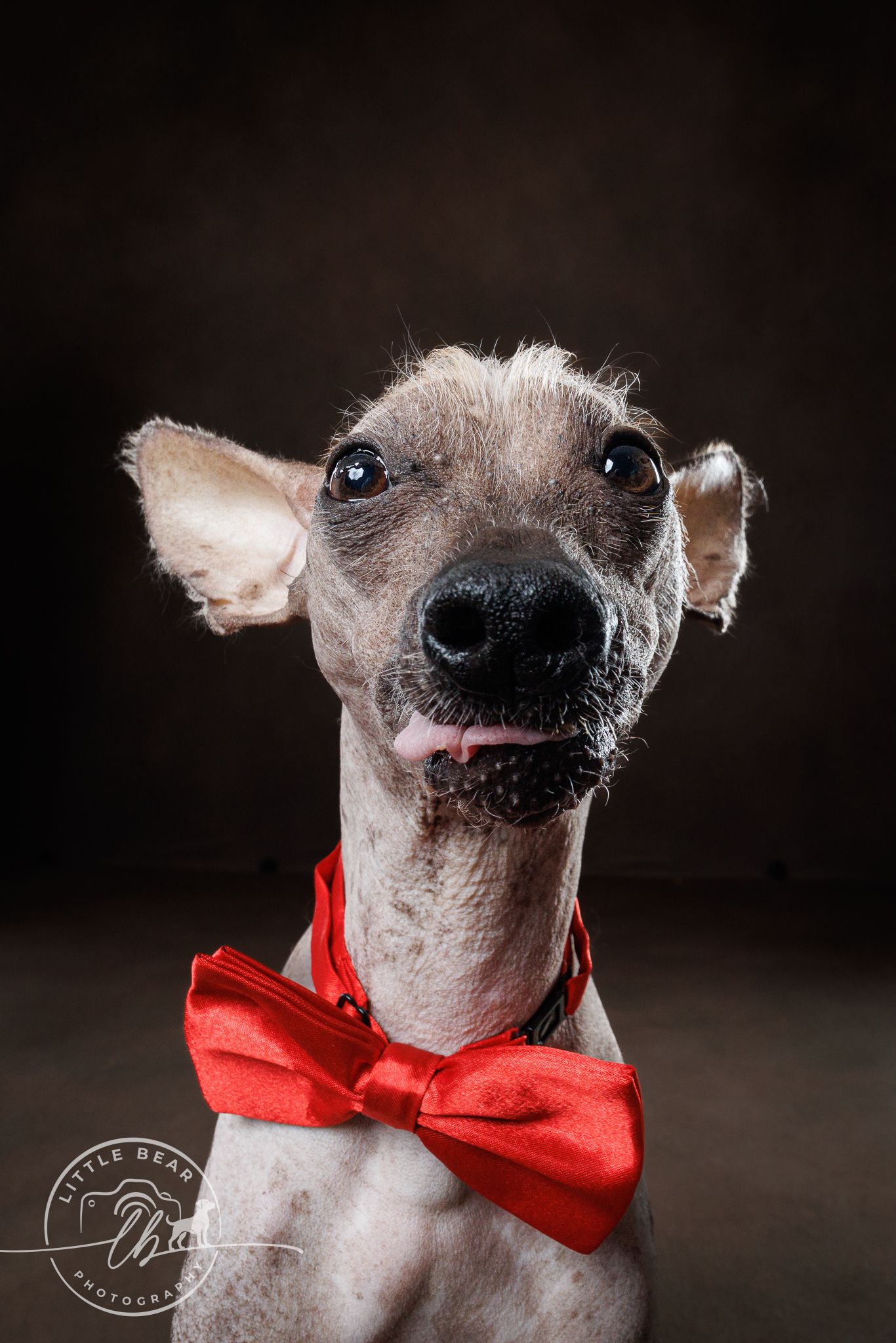 Hairless dog wearing a red bow tie poses for a studio portrait with tongue out.