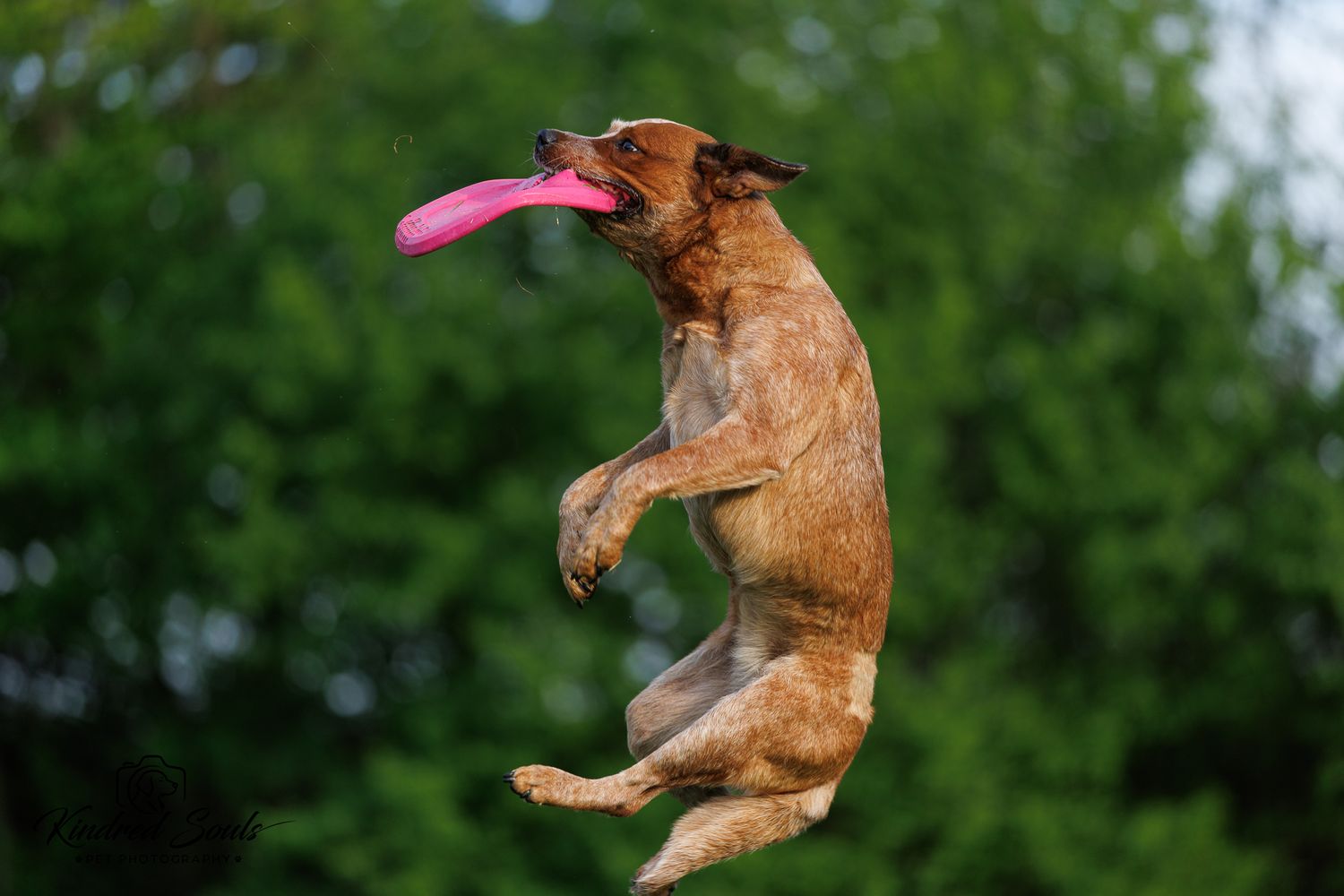A brown dog leaps mid-air to catch a pink frisbee against a lush green tree background.