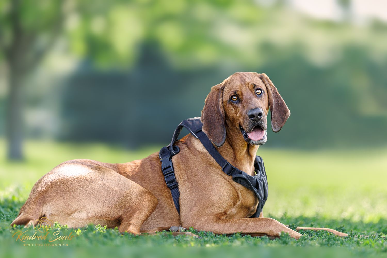 A Rhodesian Ridgeback dog wearing a blue harness lying on green grass in a sunny park.
