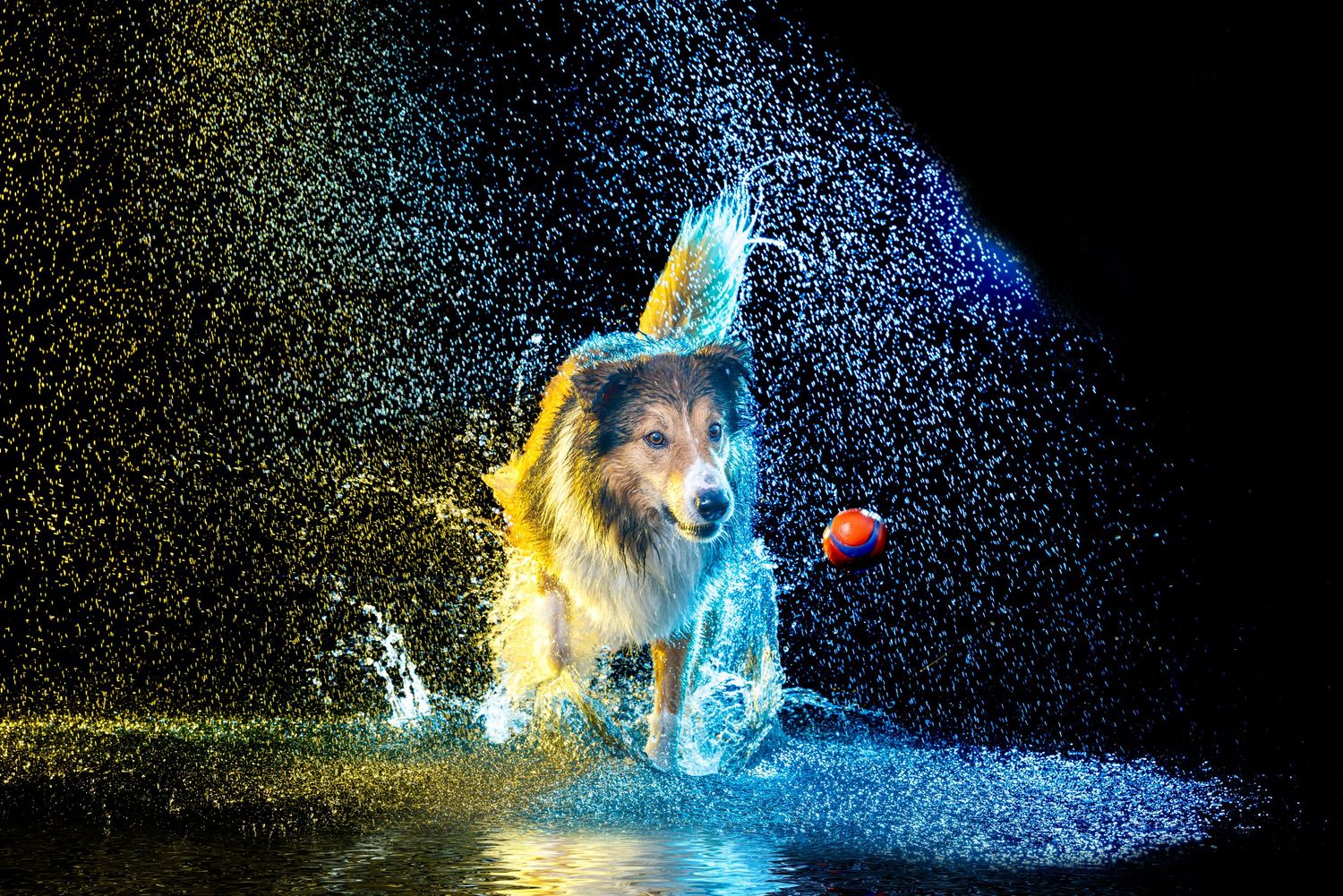 A wet dog runs through water with a red ball, surrounded by colorful water droplets on a dark background.